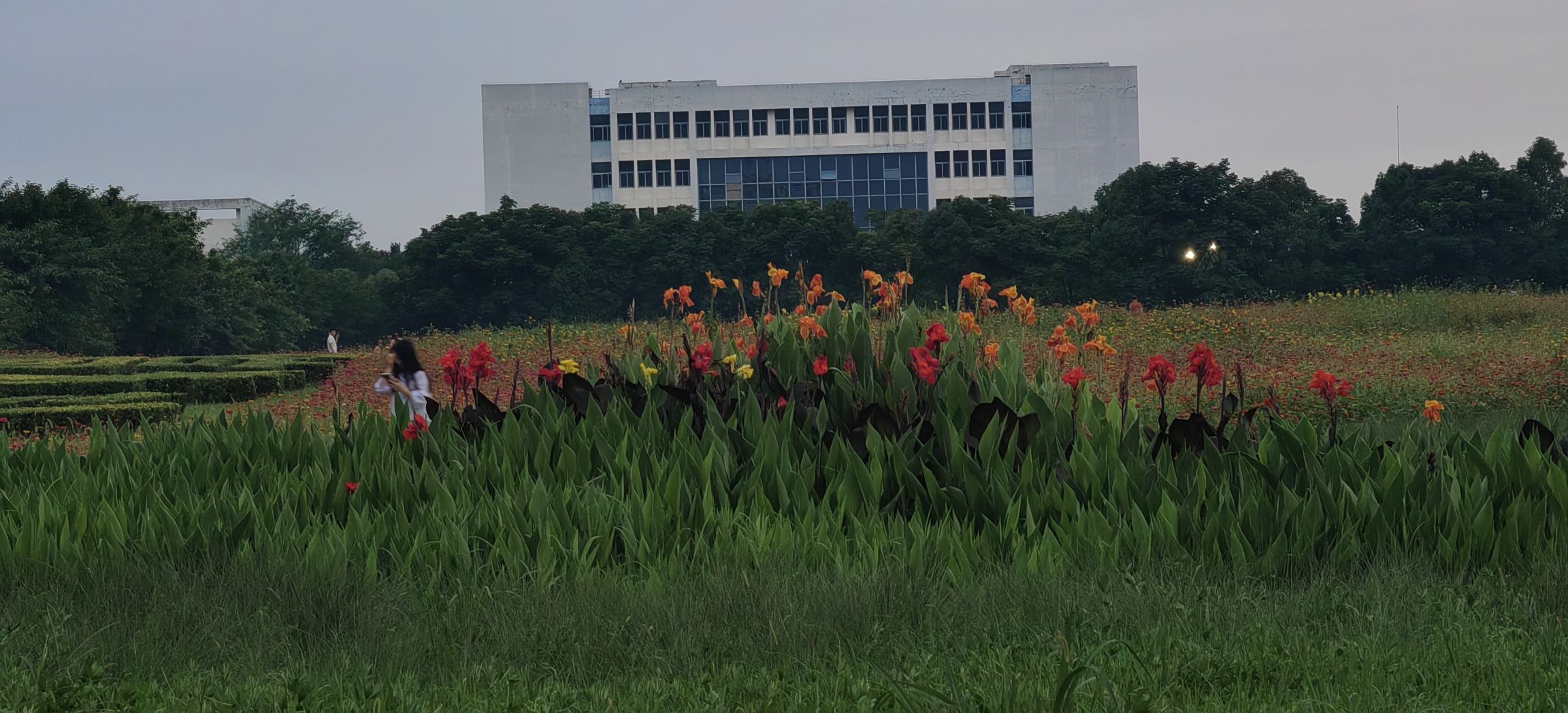 中央城市花海公园旅行图片