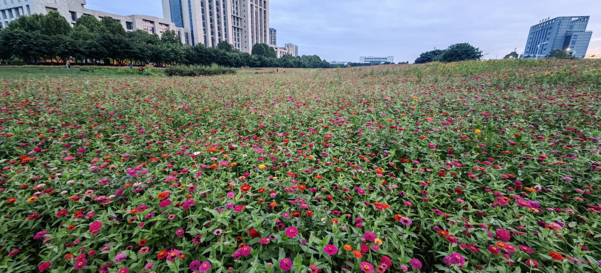 中央城市花海公园旅行图片 2
