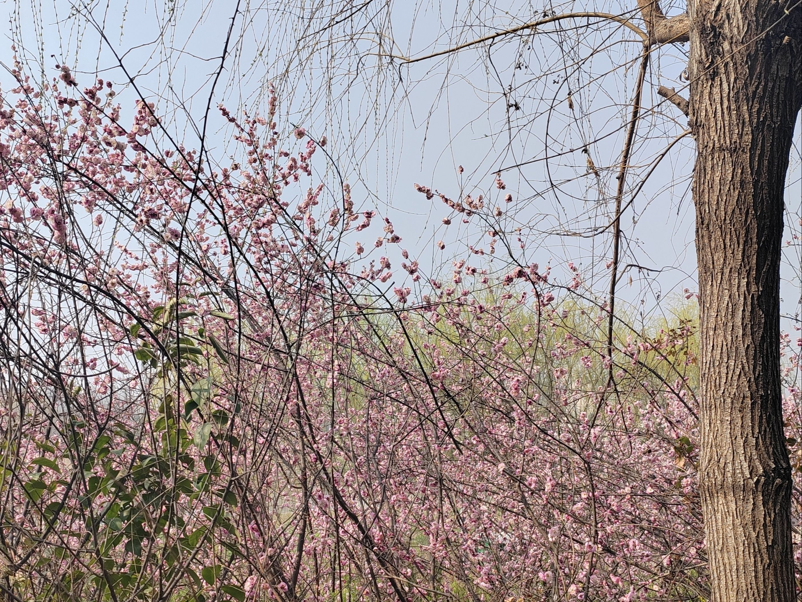 贾鲁河国家湿地公园旅行图片 2