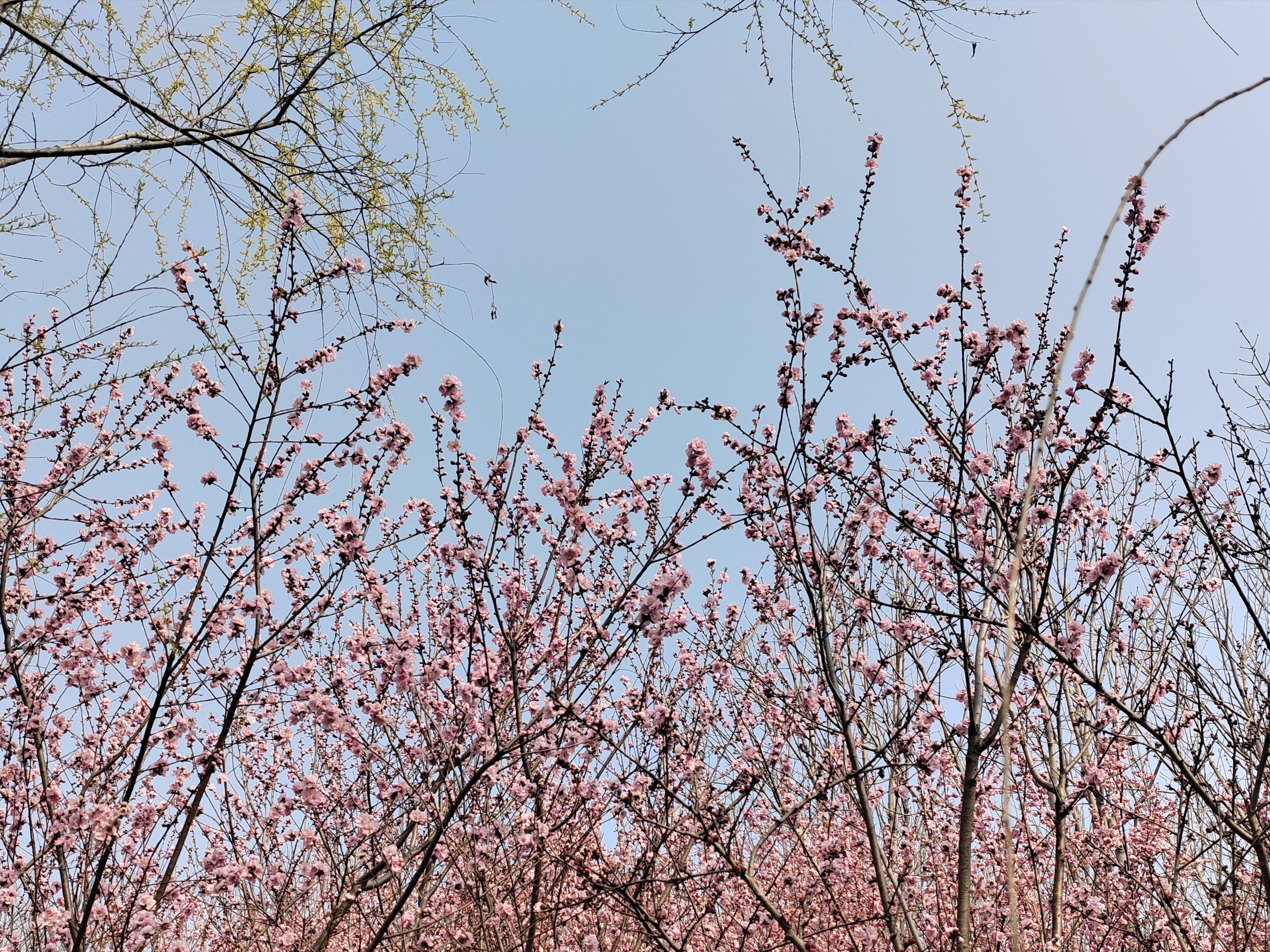 贾鲁河国家湿地公园旅行图片 1
