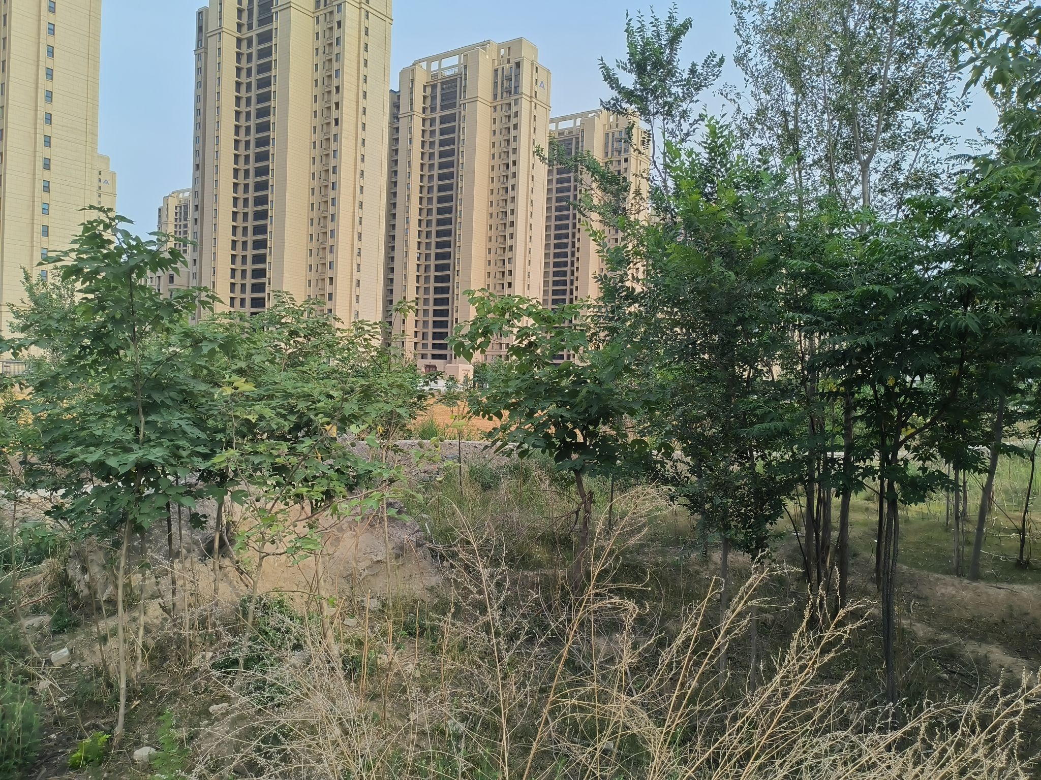 滑县古县城城墙遗址旅行图片 3