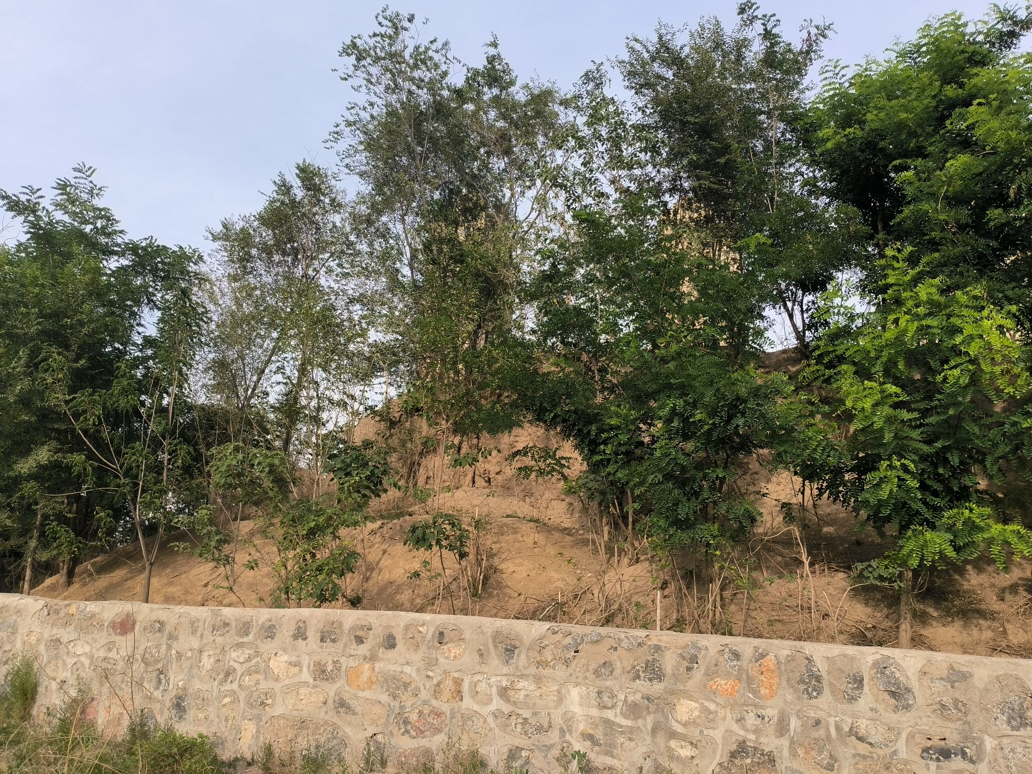 滑县古县城城墙遗址旅行图片 1