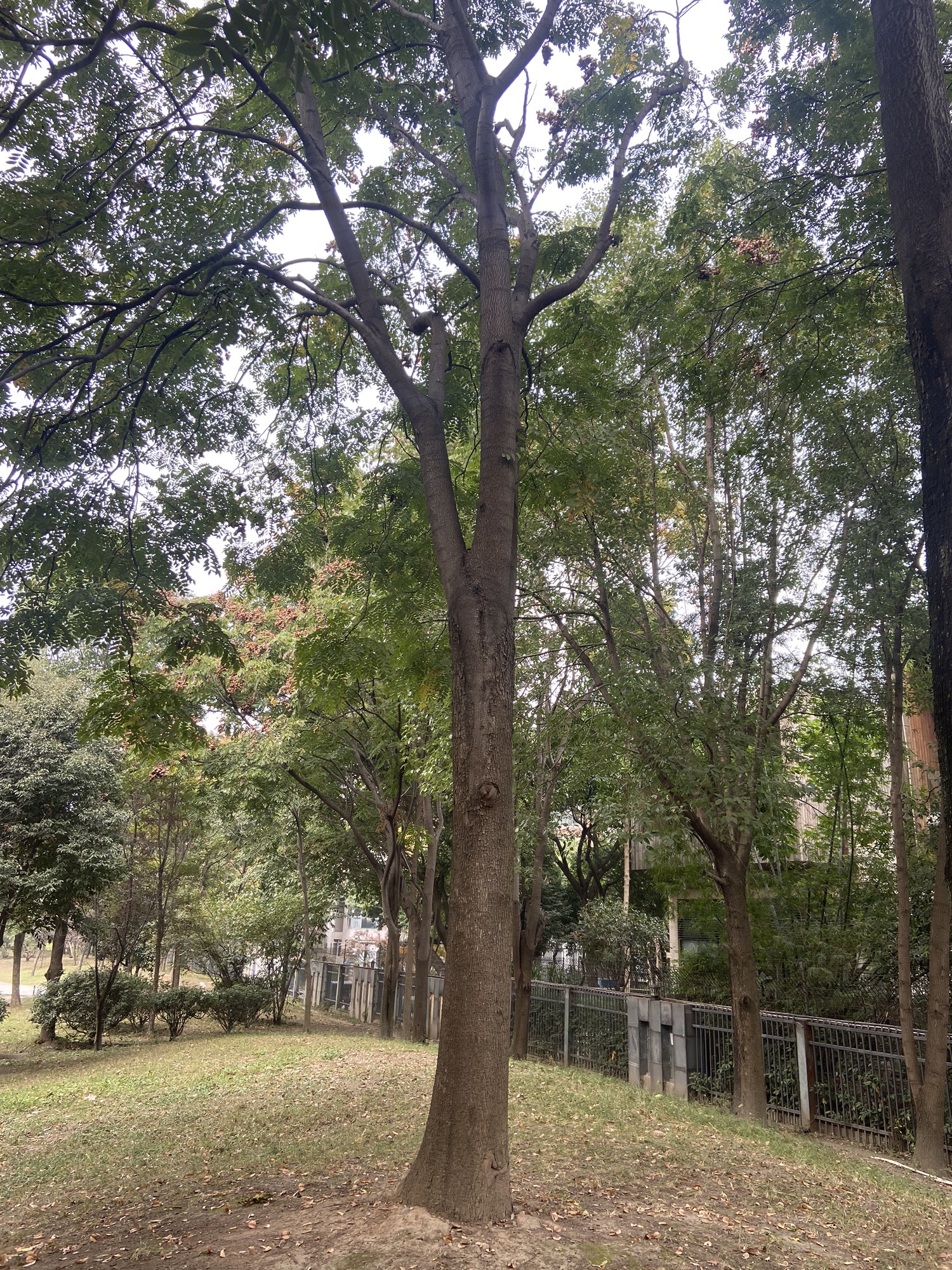 府河北公园旅行图片 2