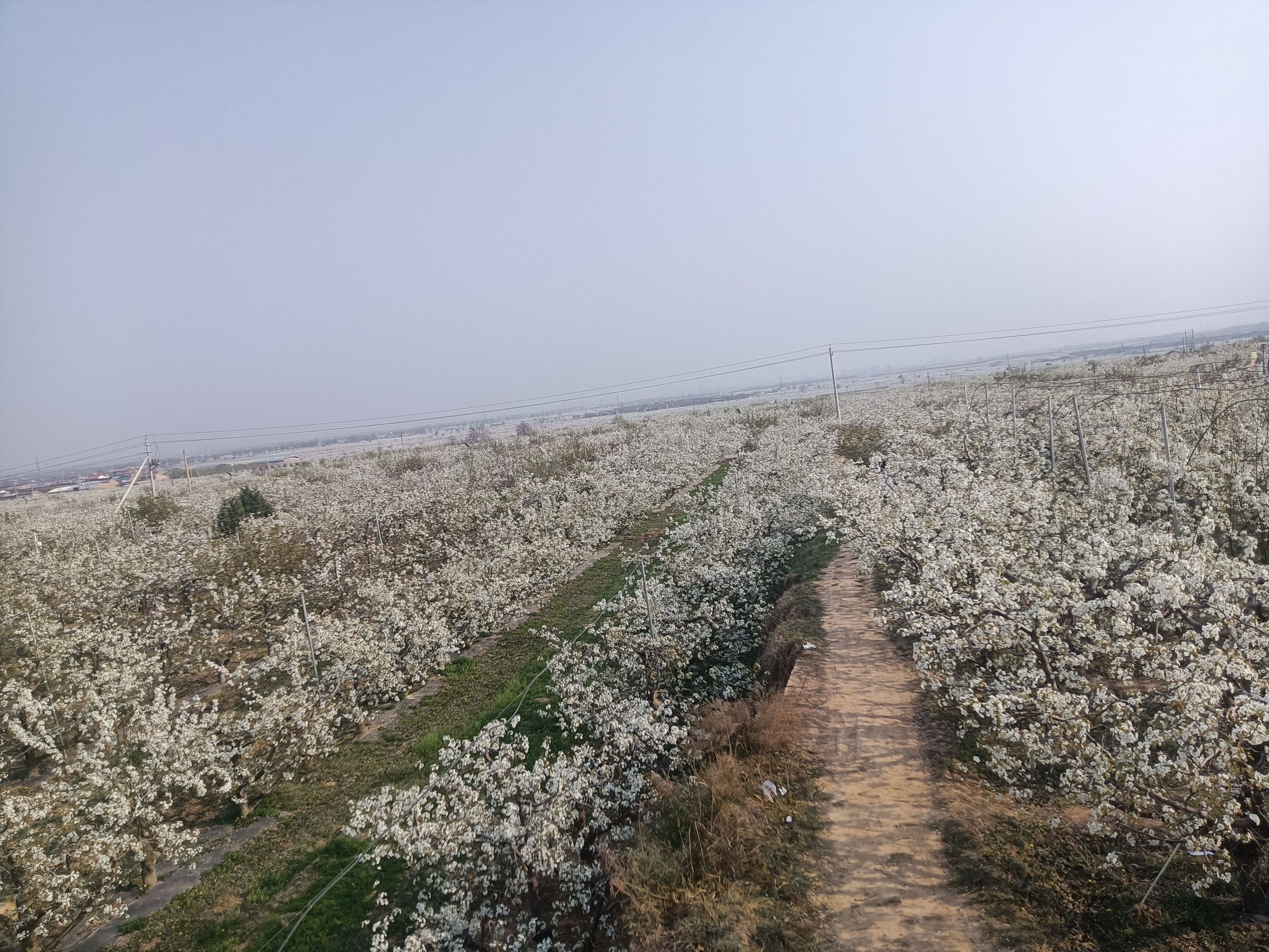 王过咏梨台旅行图片 3