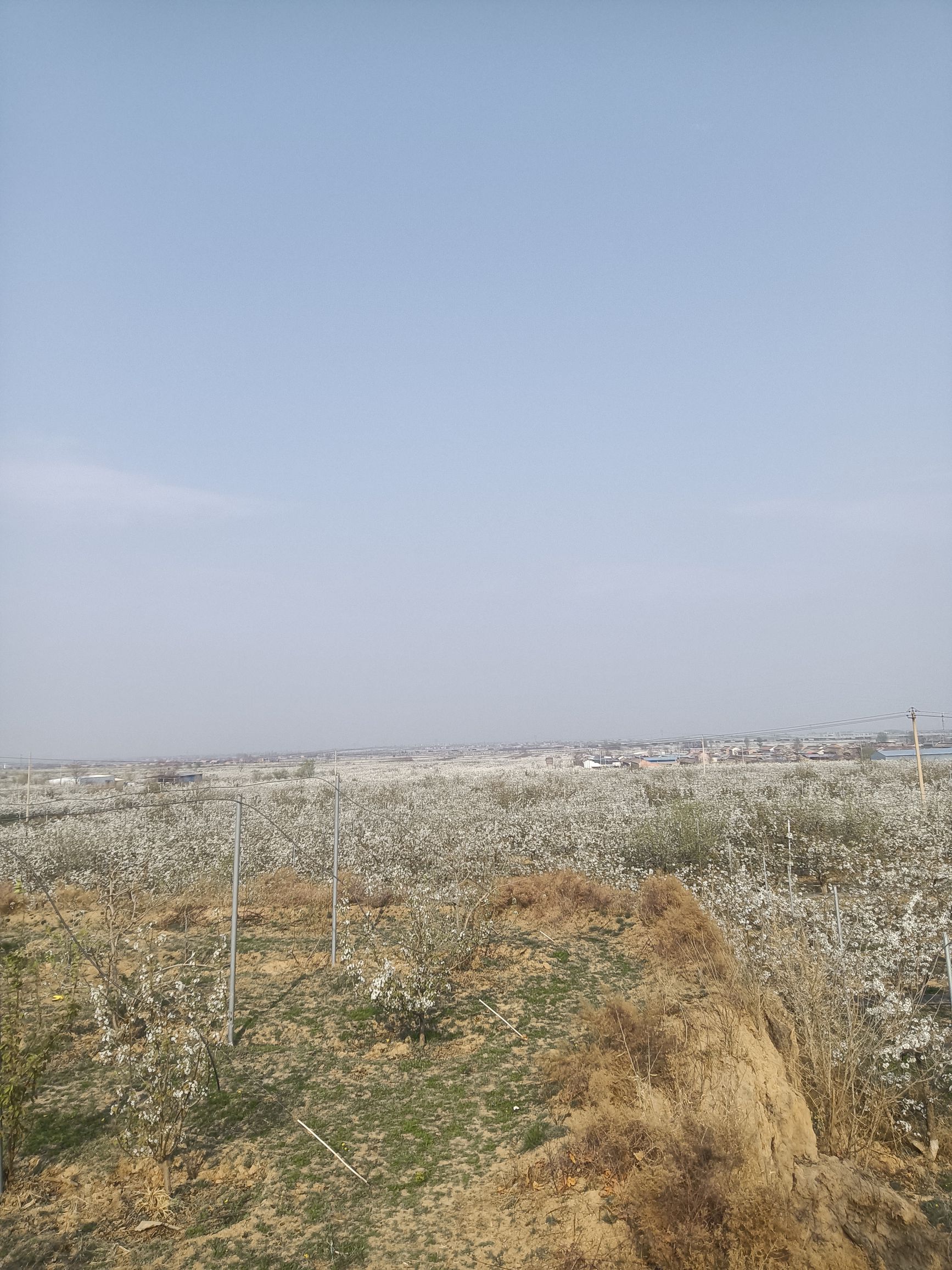 王过咏梨台旅行图片 2