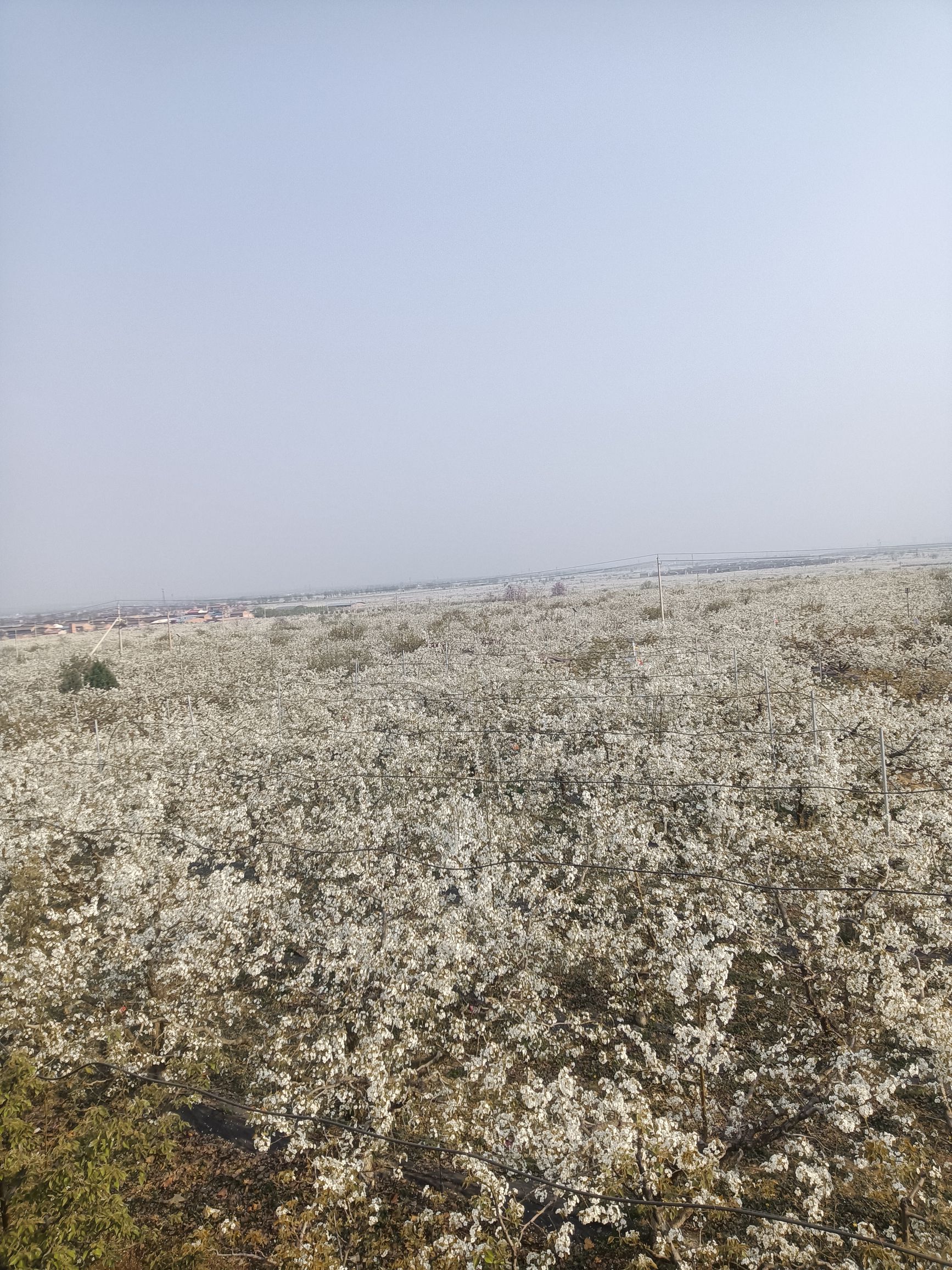 王过咏梨台旅行图片 1