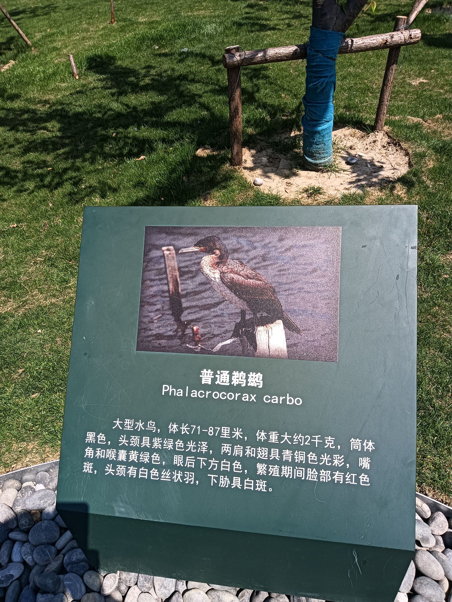 锡澄运河公园旅行图片 1