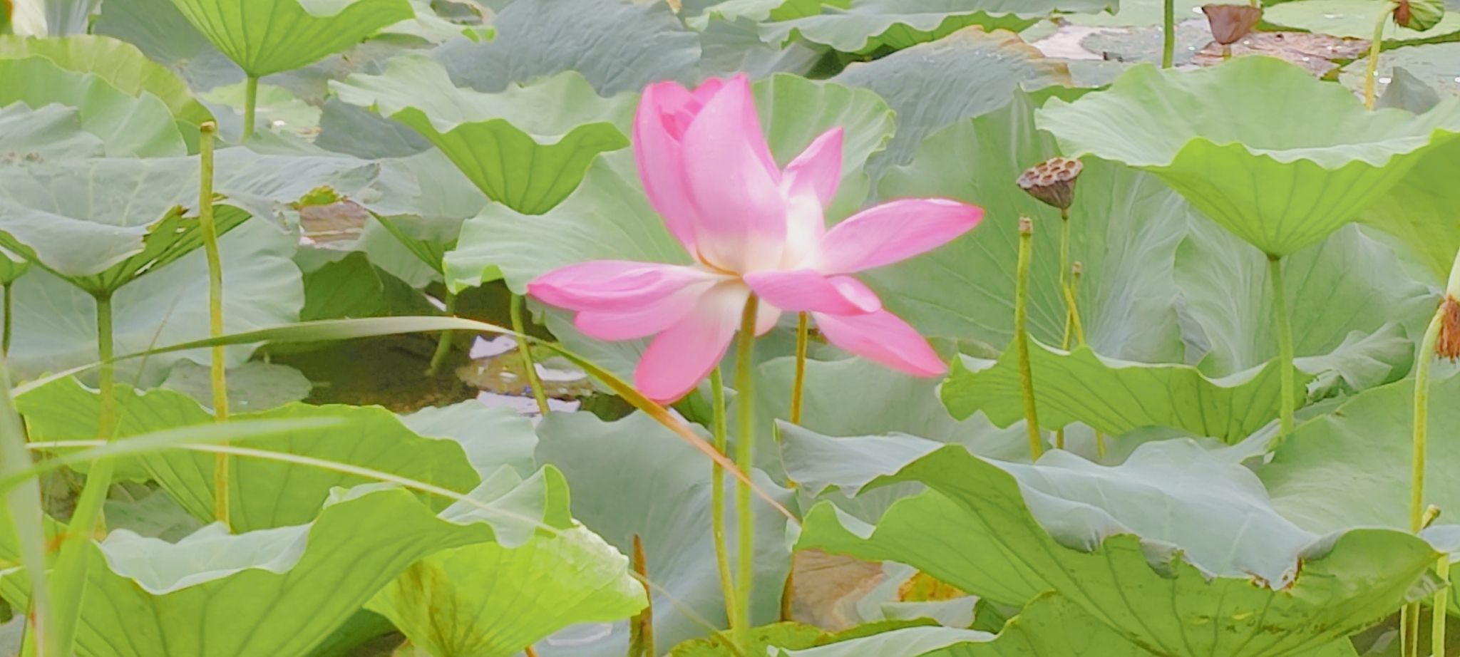 荷花池旅行图片 3