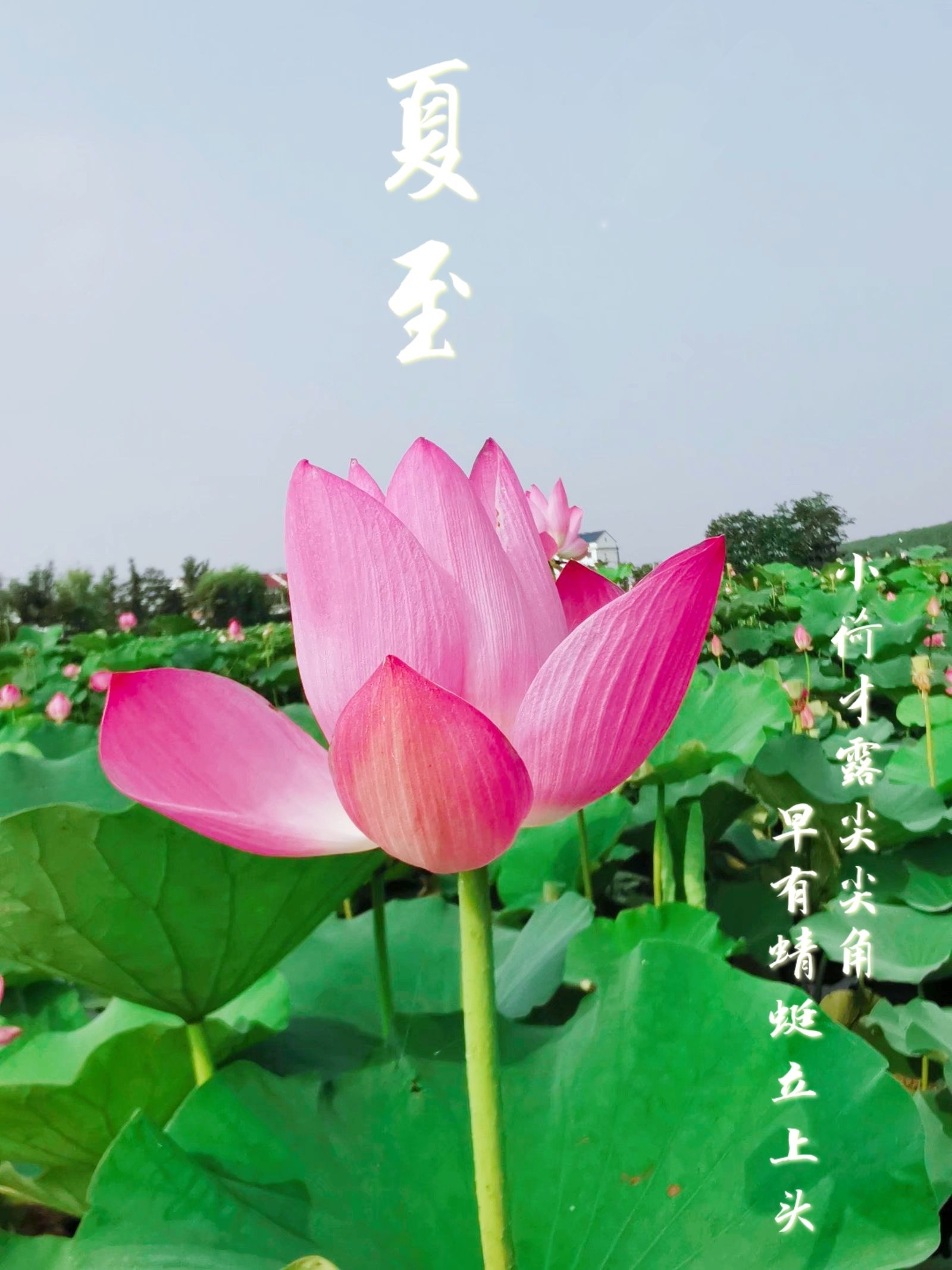 荷花池旅行图片 1