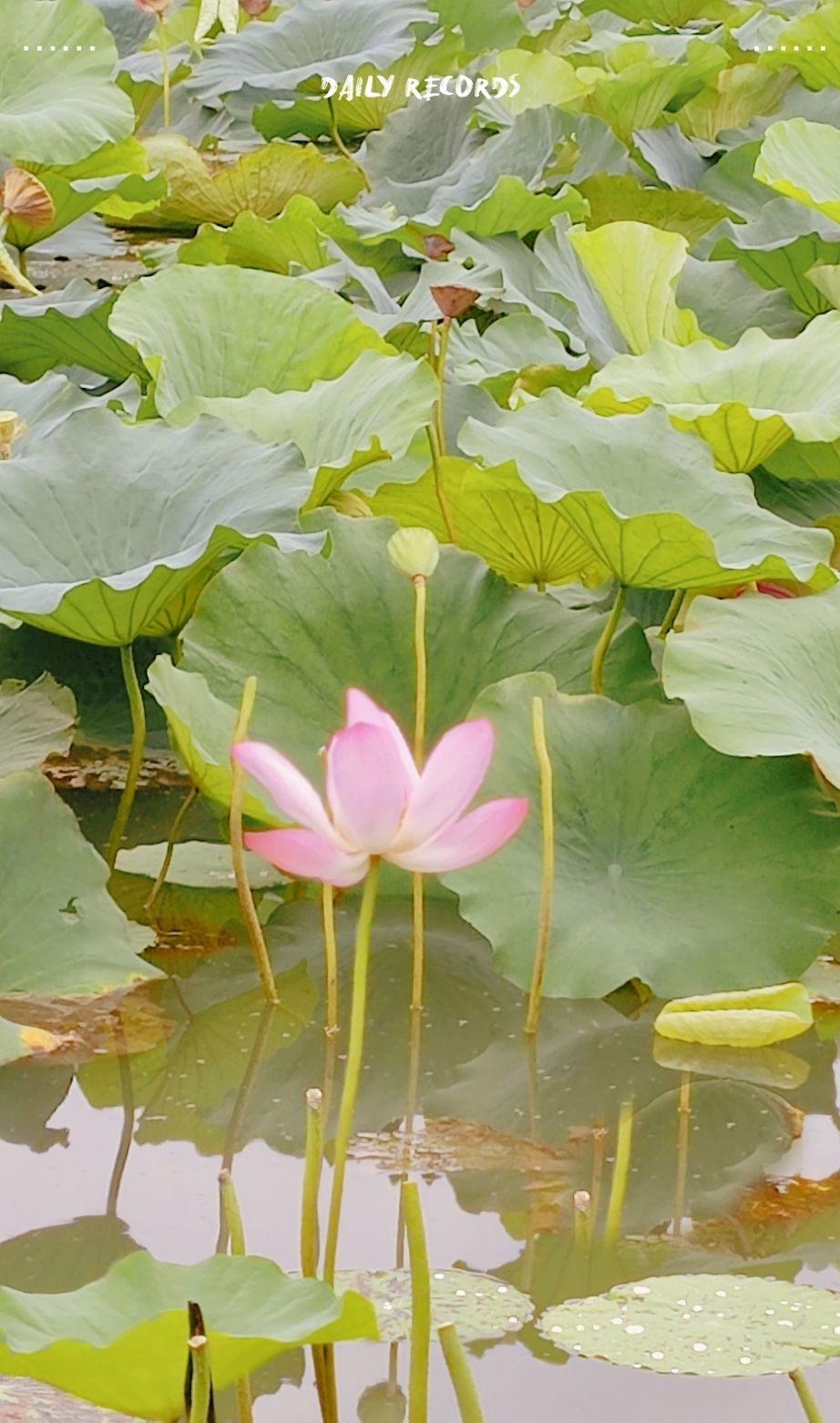 荷花池旅行图片 2
