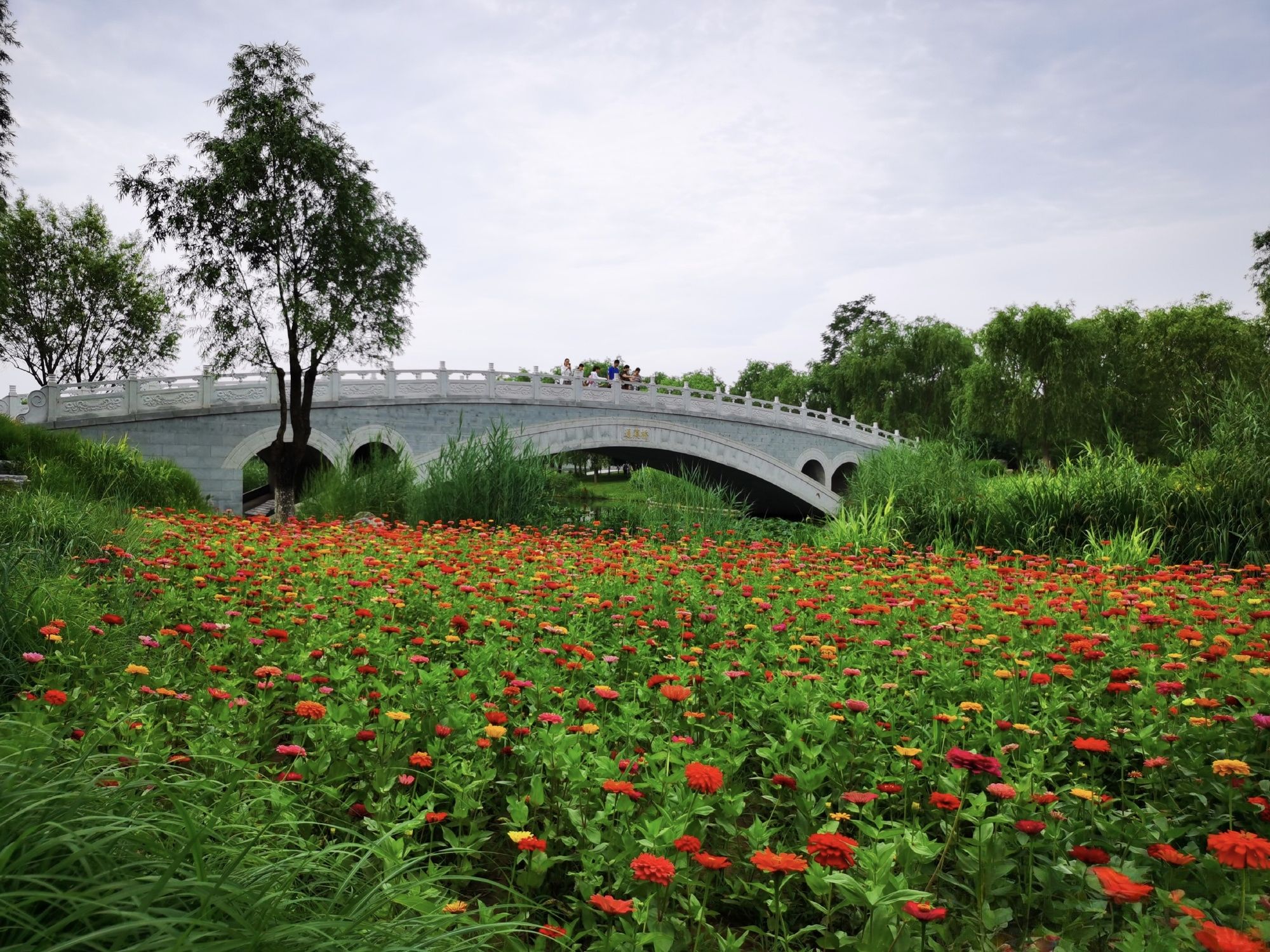 城市绿心森林公园旅行图片 2