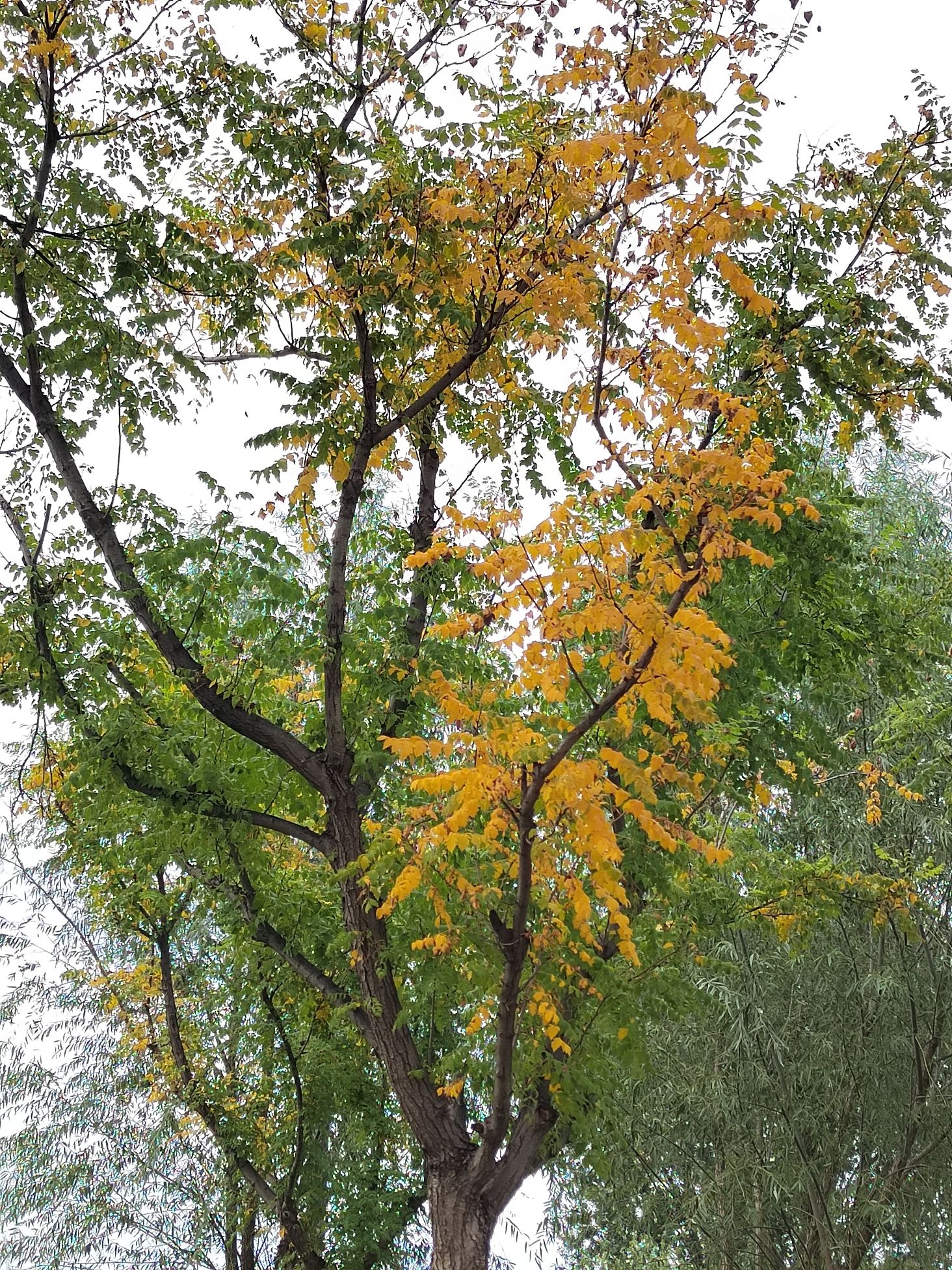城市绿心森林公园旅行图片 3