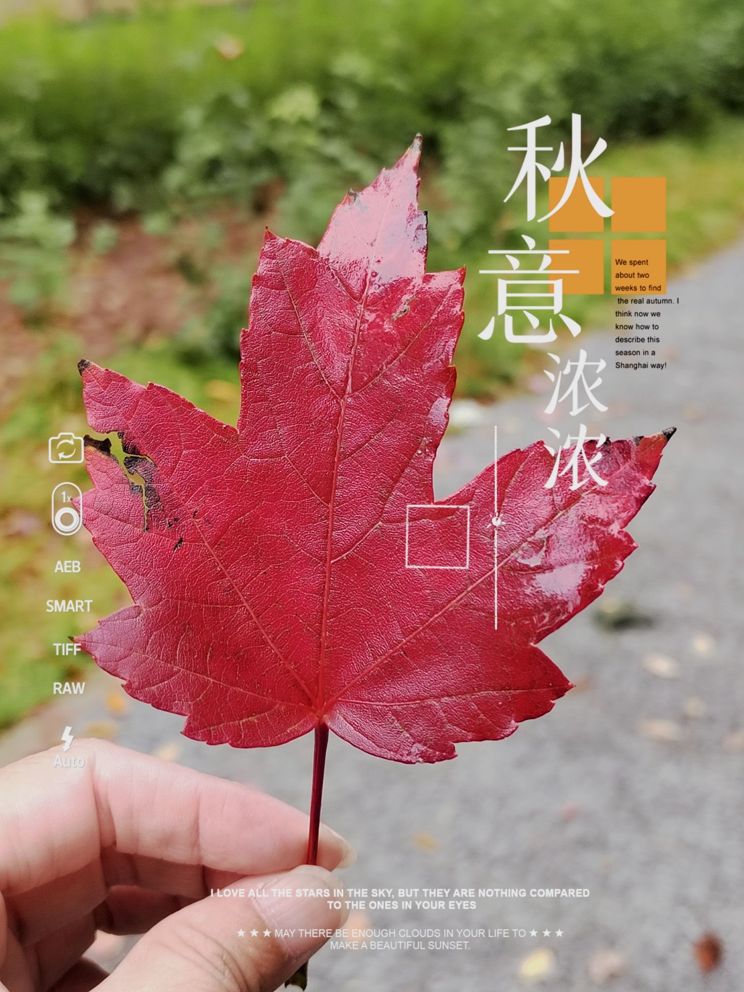 城市绿心森林公园旅行图片 1