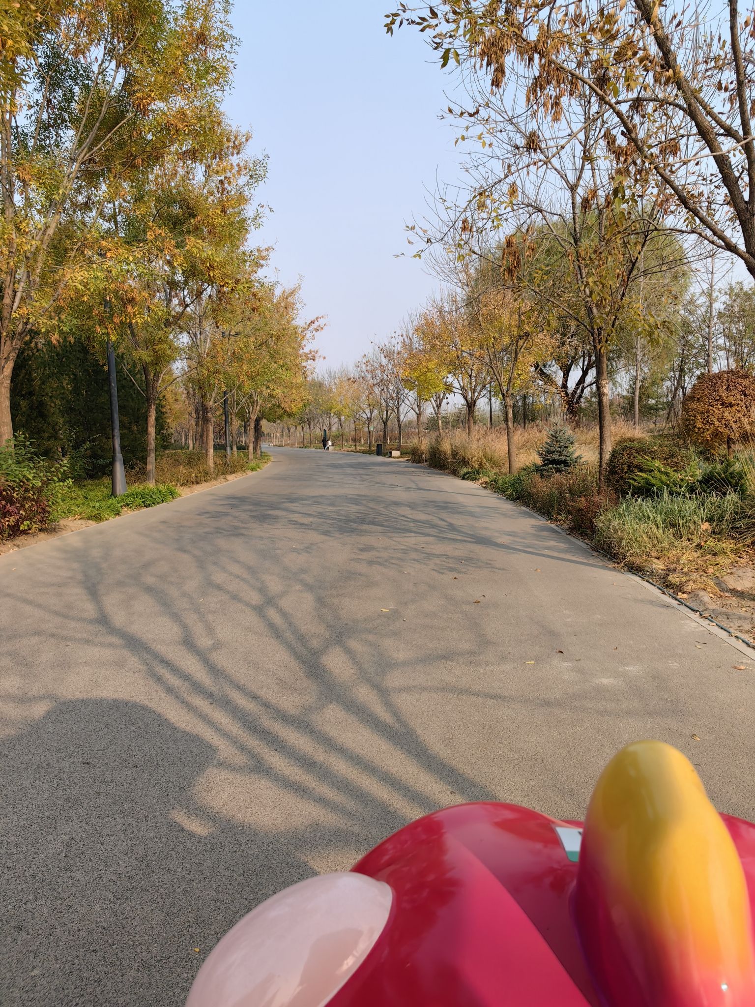 城市绿心森林公园旅行图片 2