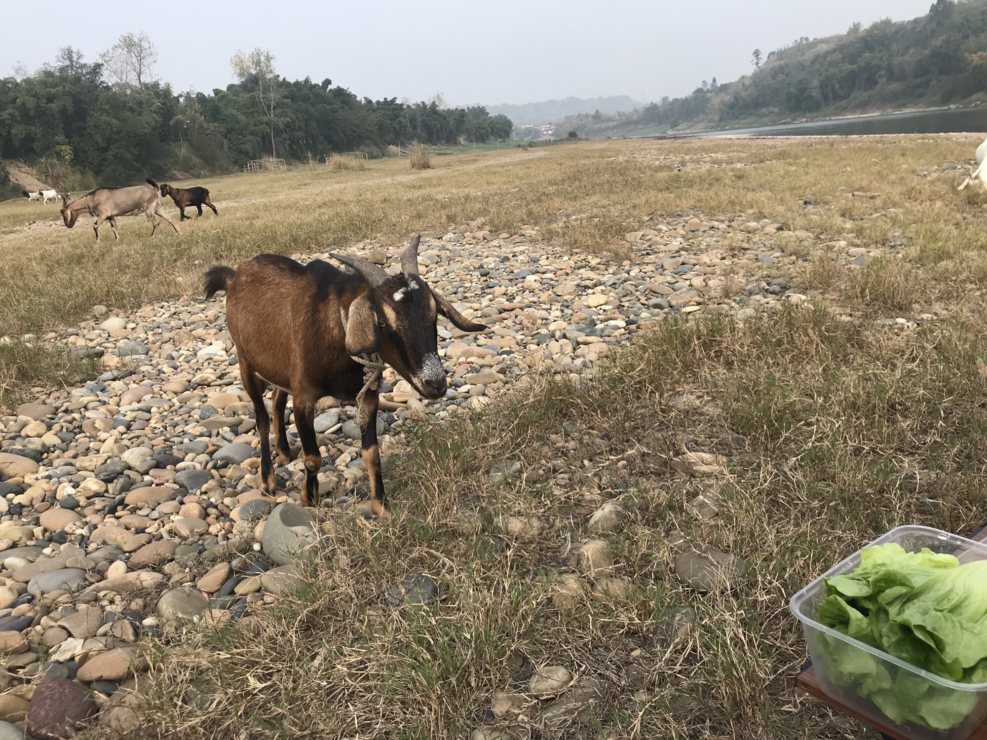 晏家坝自然生态大草原旅行图片 1