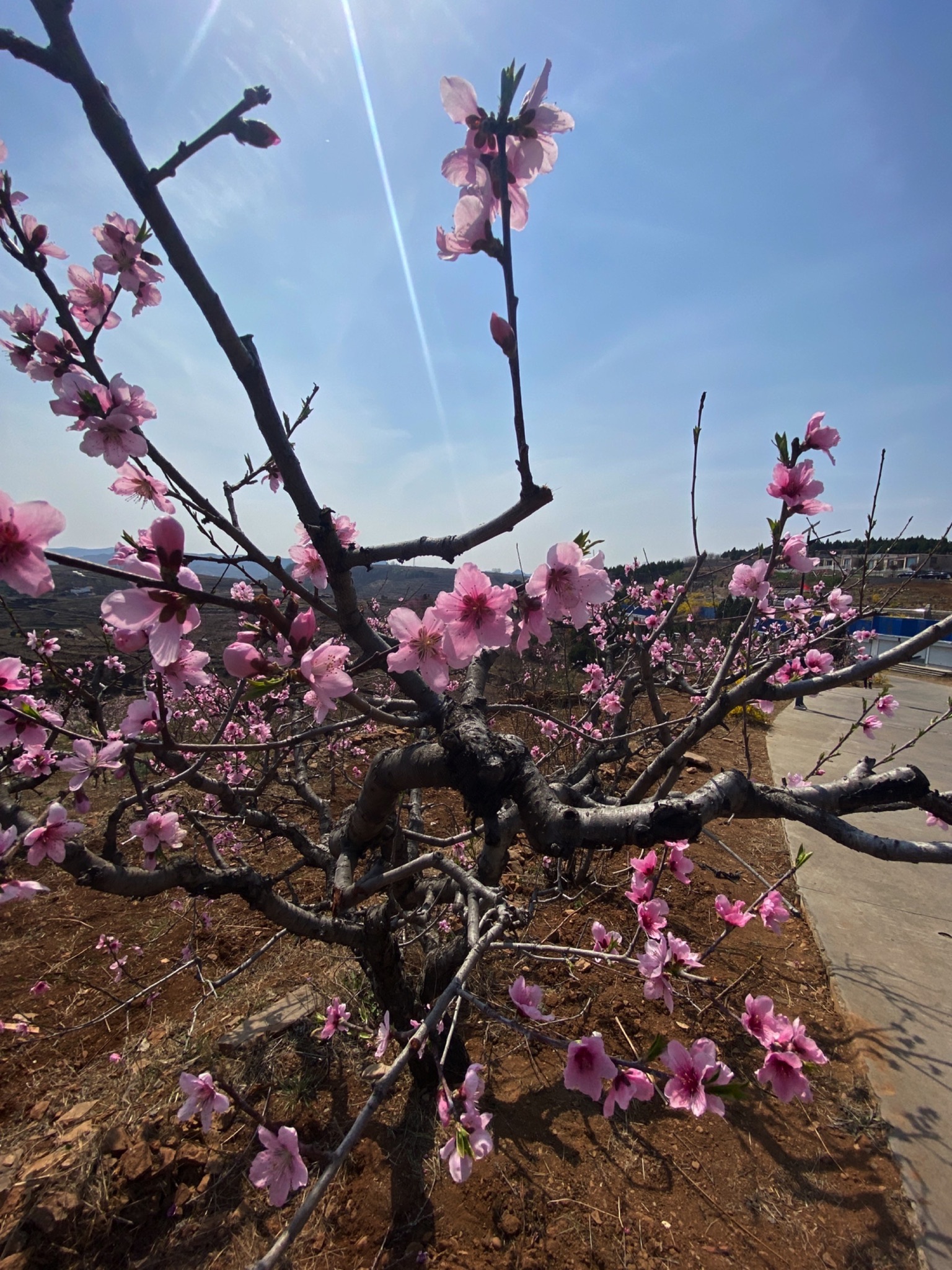 桃花山旅行图片 2