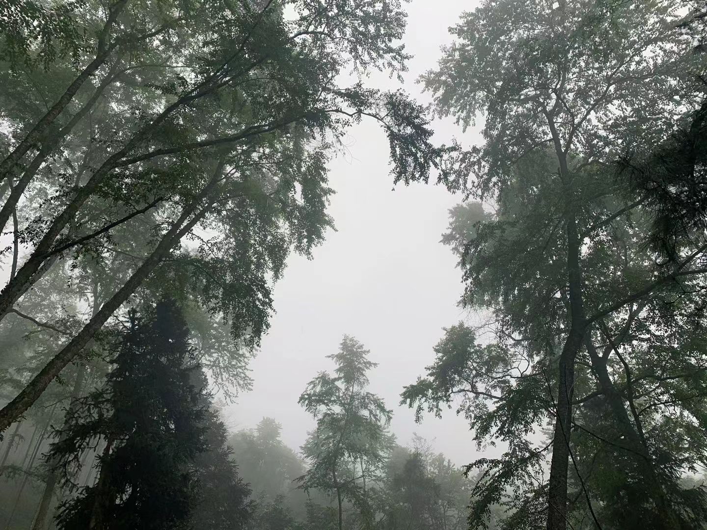 五岭森林公园旅行图片 3