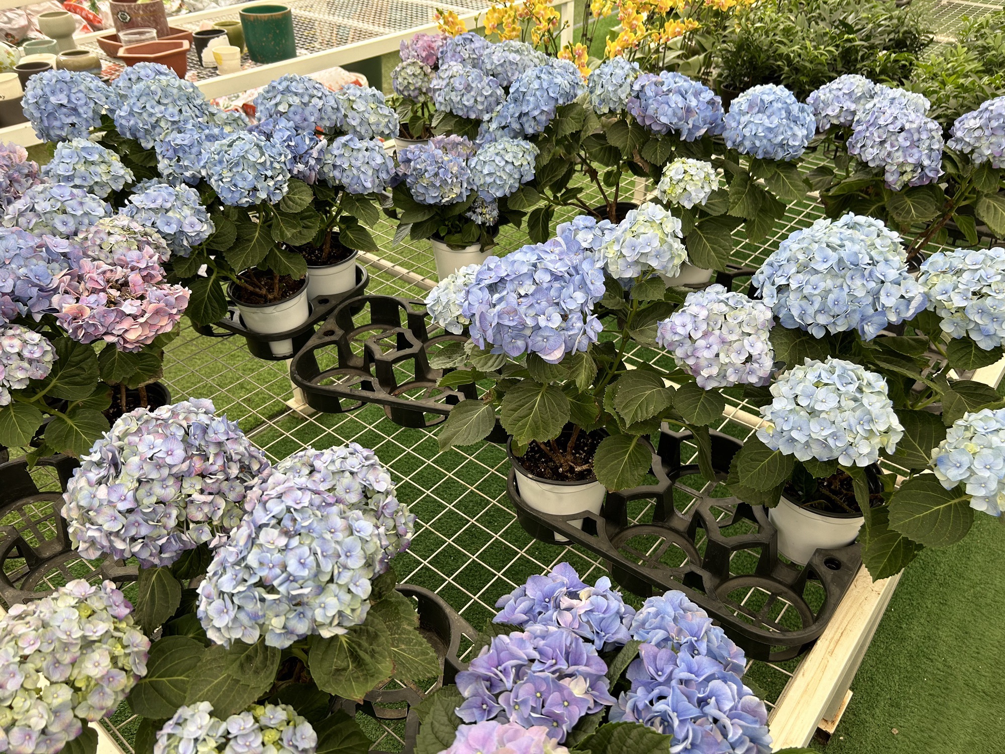 美迪花世界