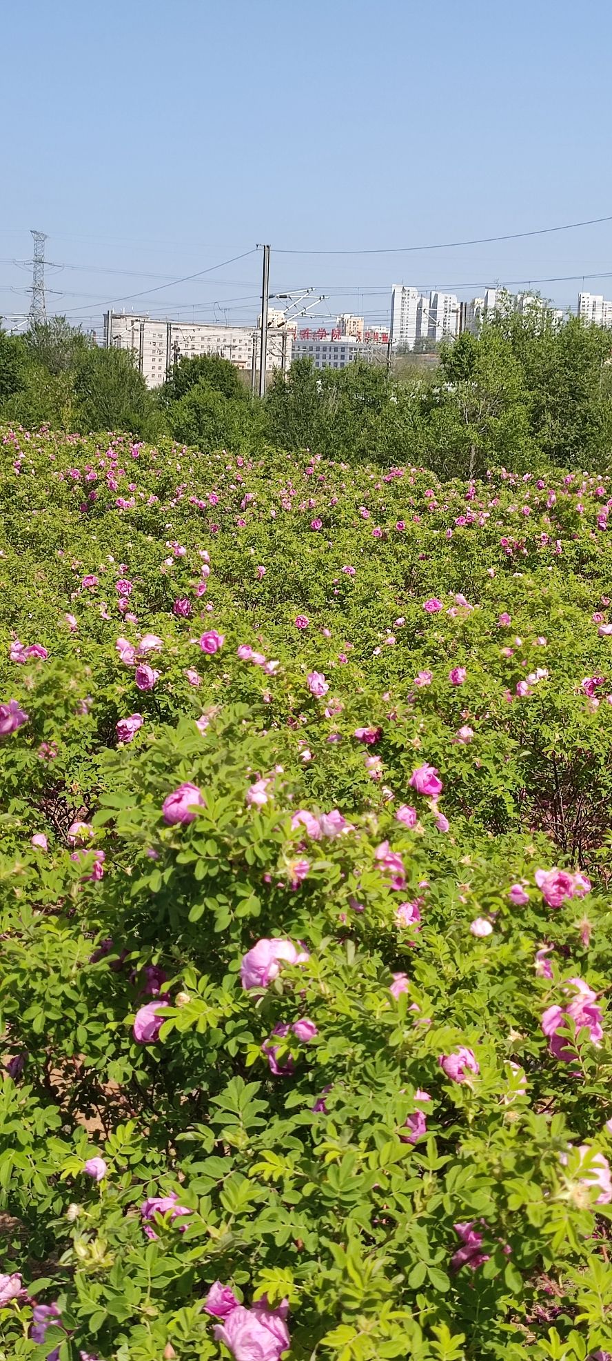 大连冷香玫瑰园旅行图片 2