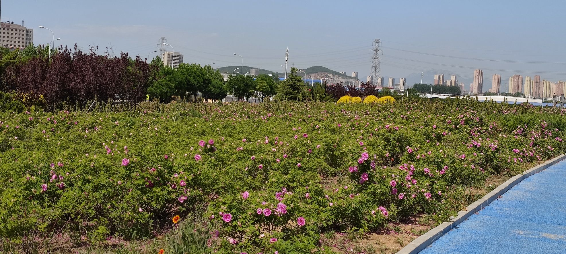 大连冷香玫瑰园旅行图片 1