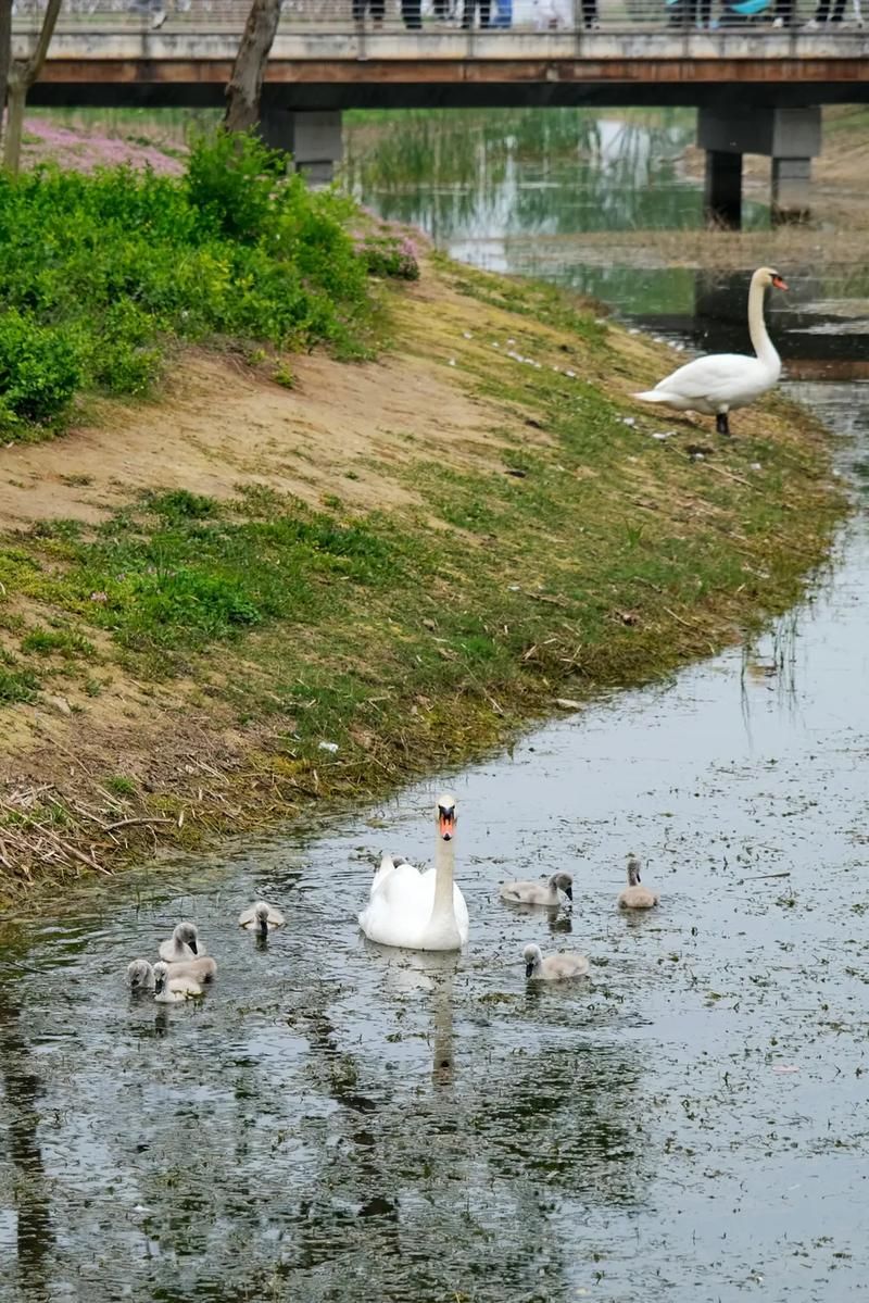 郑州龙湖湿地公园旅行图片 1