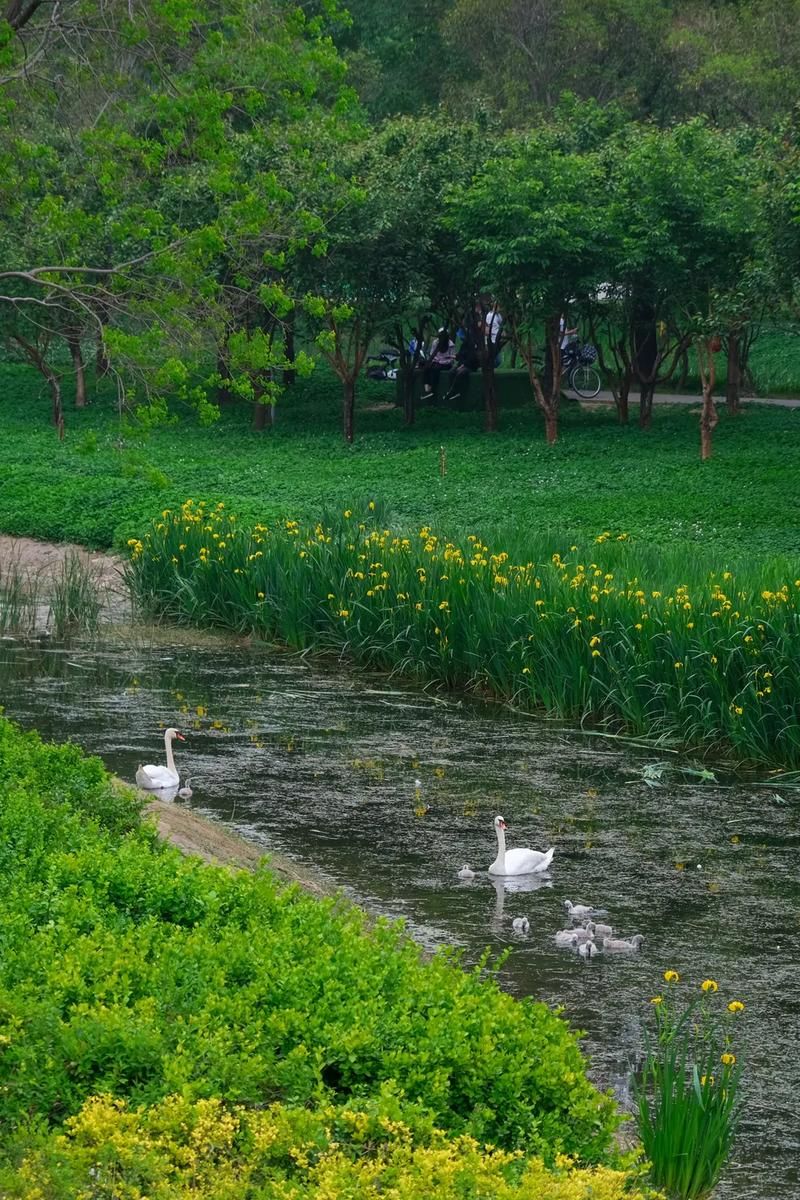 郑州龙湖湿地公园旅行图片 3