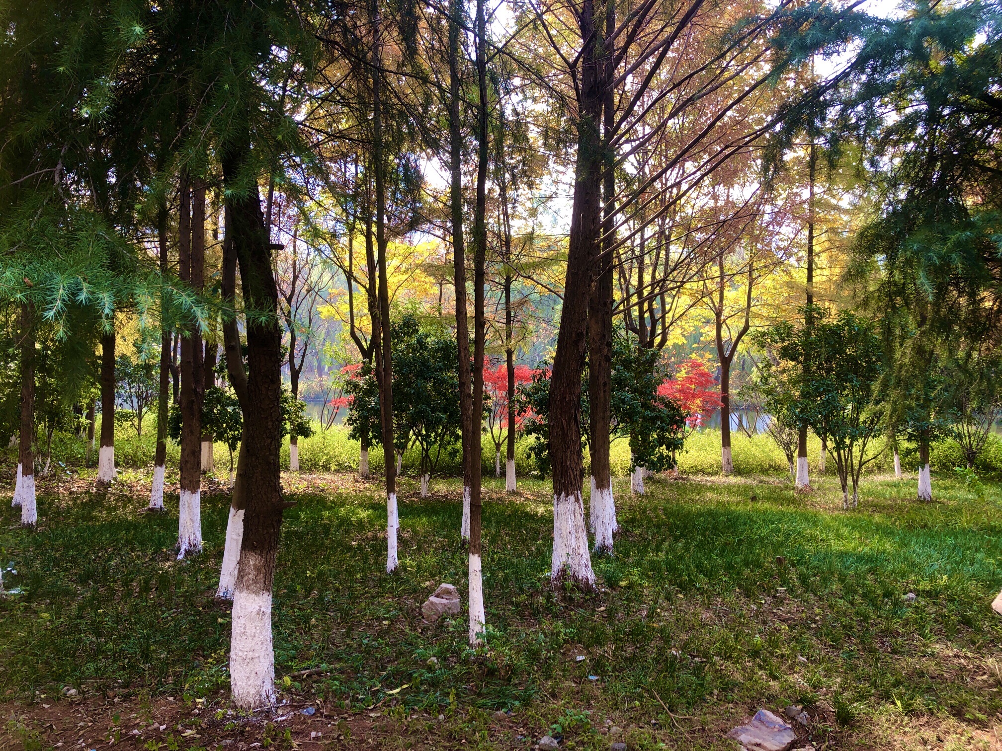 南三环湿地公园旅行图片 1