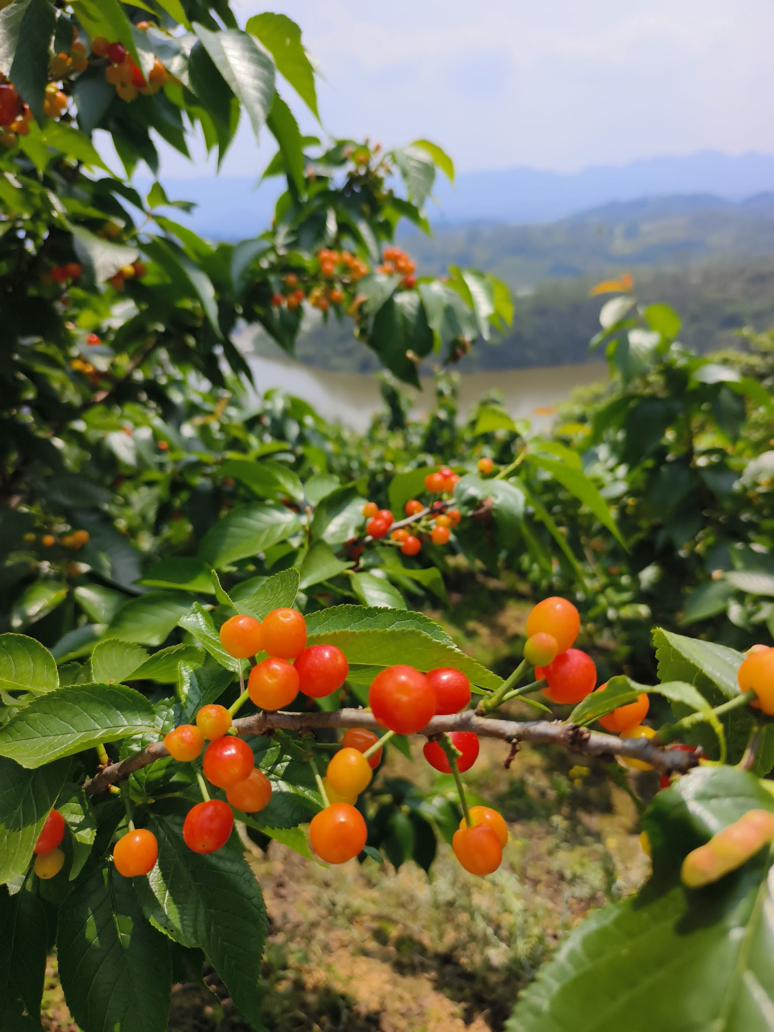 云雾山樱桃谷旅行图片 1