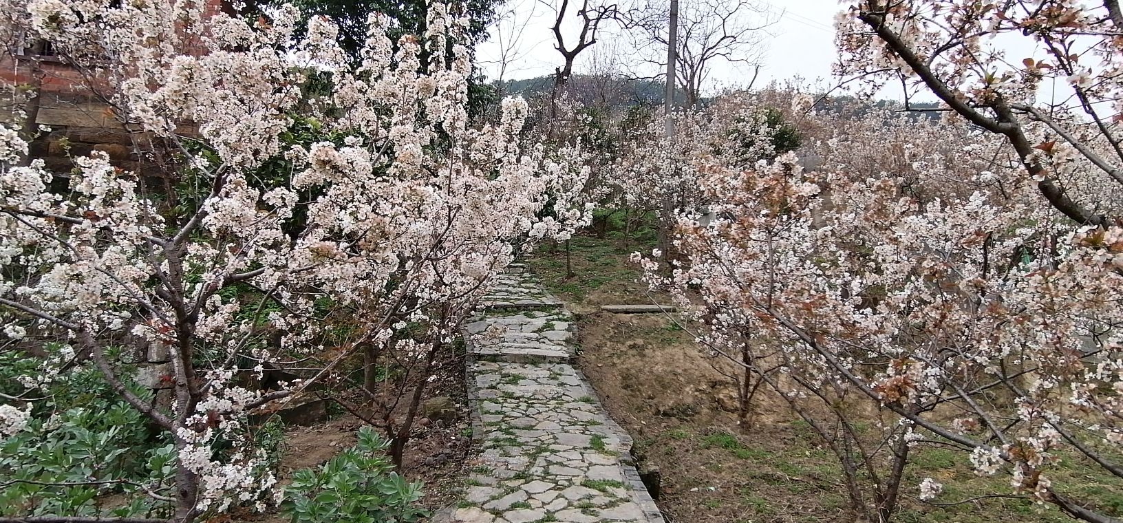 云雾山樱桃谷旅行图片 2
