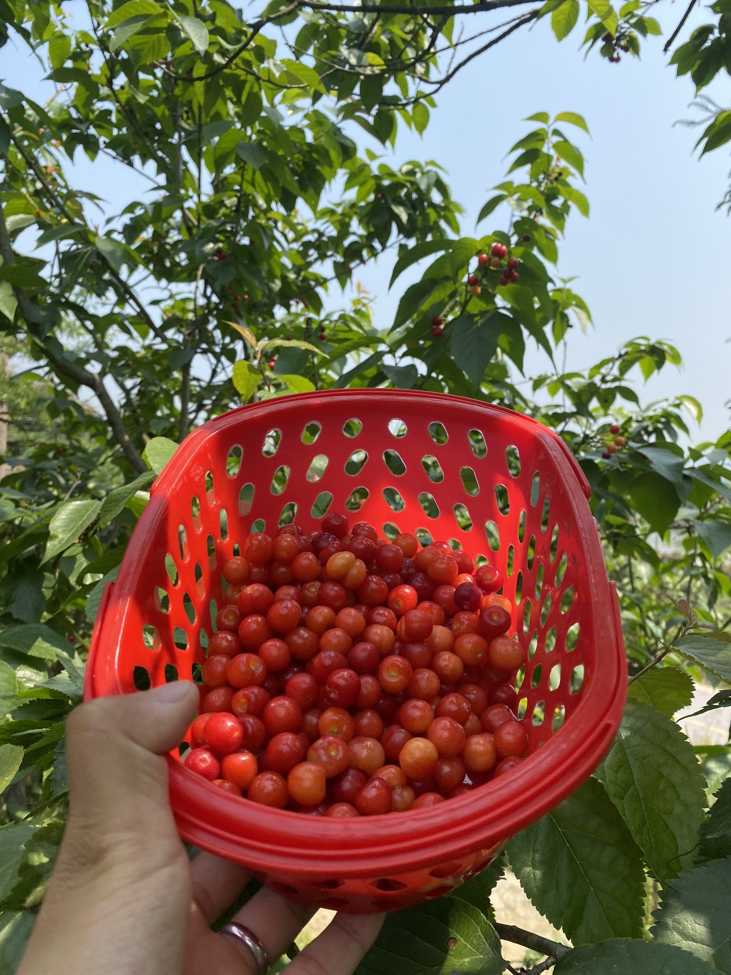云雾山樱桃谷旅行图片 1