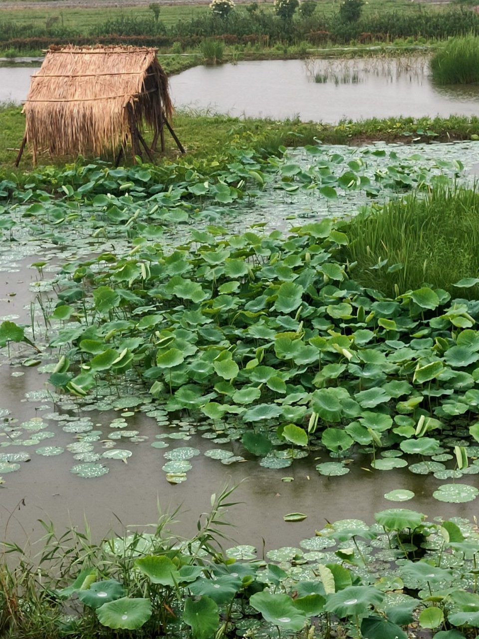 雨轩石器时代庄园
