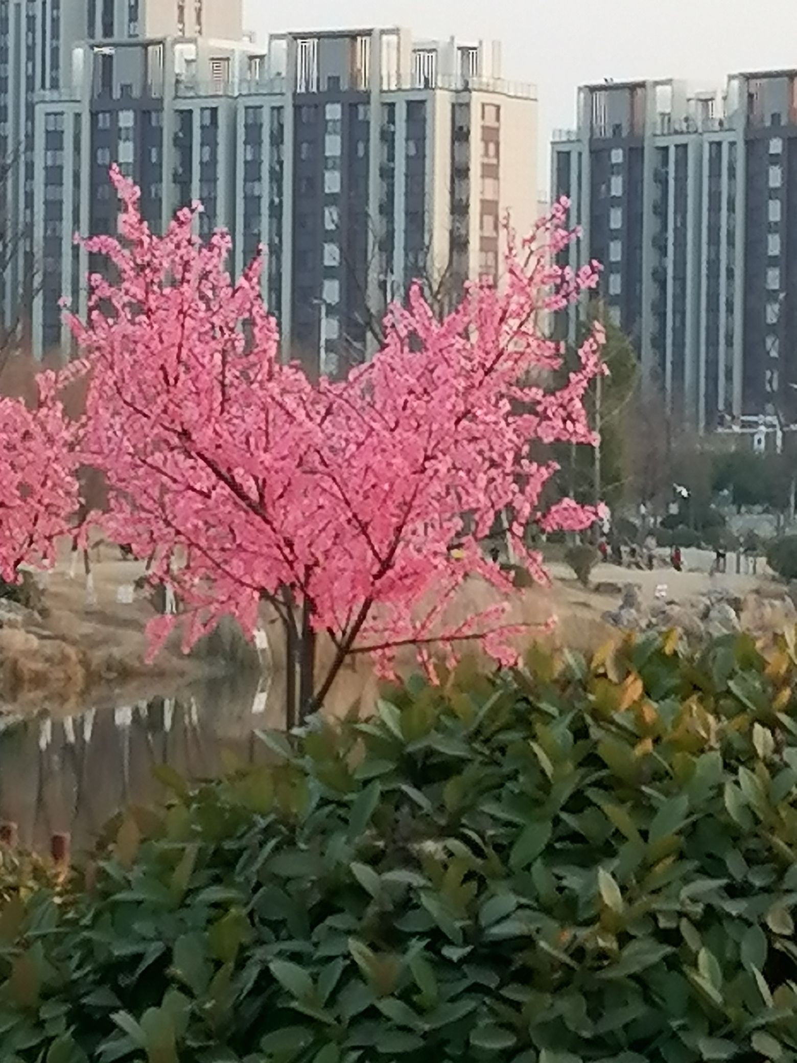 阜南县富陂公园旅行图片 1