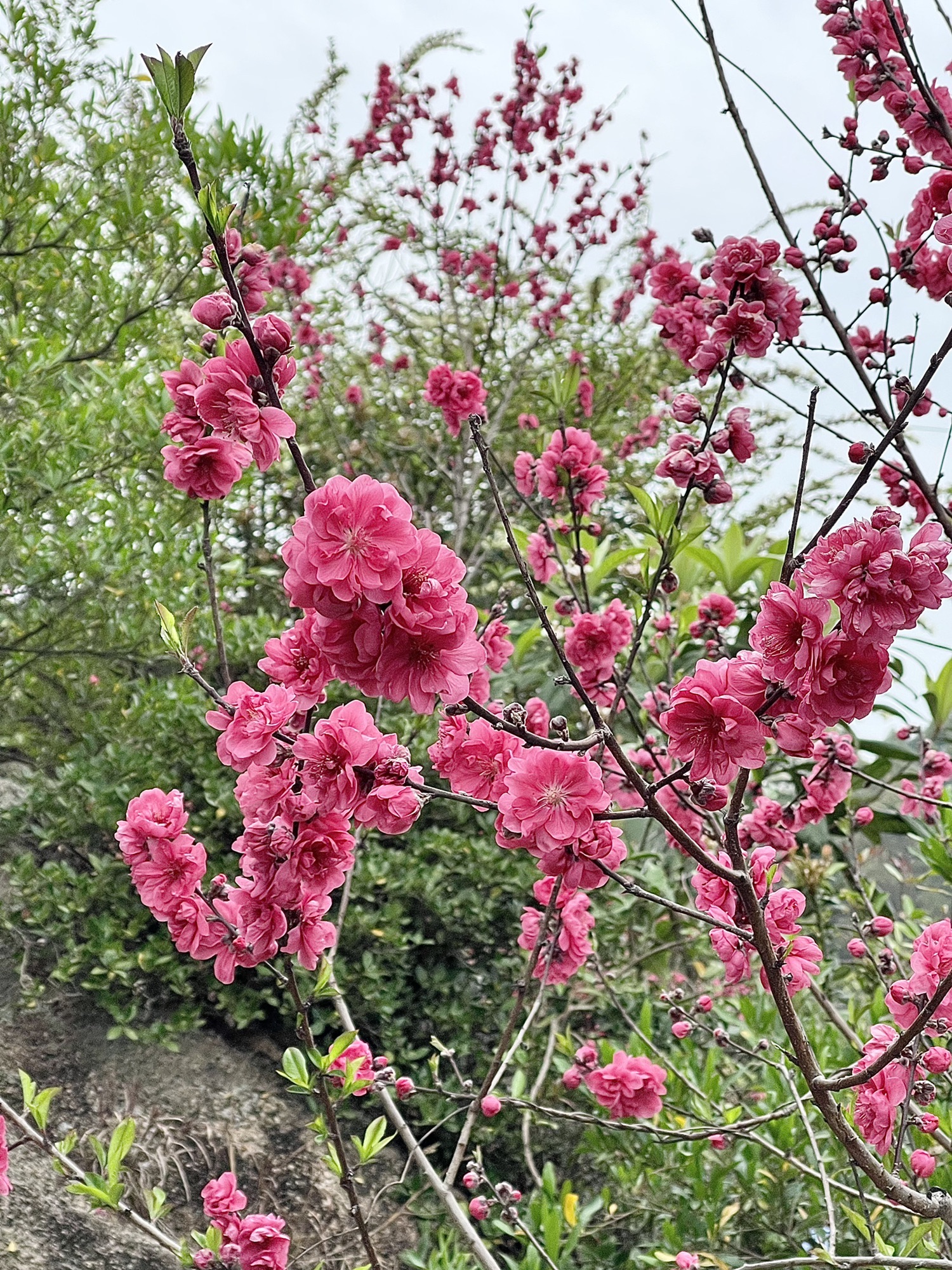 官帽山公园旅行图片 3