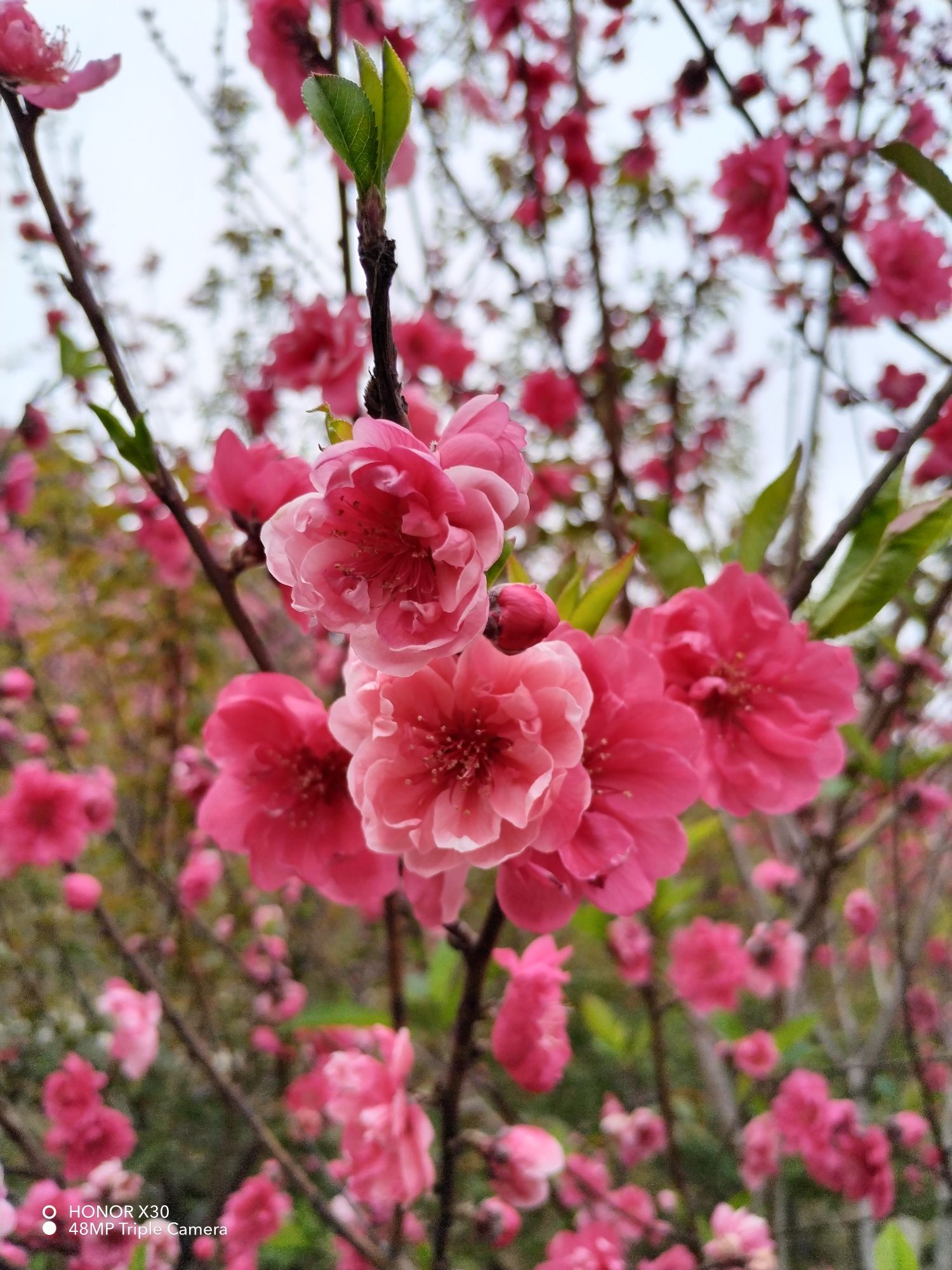 官帽山公园旅行图片 3