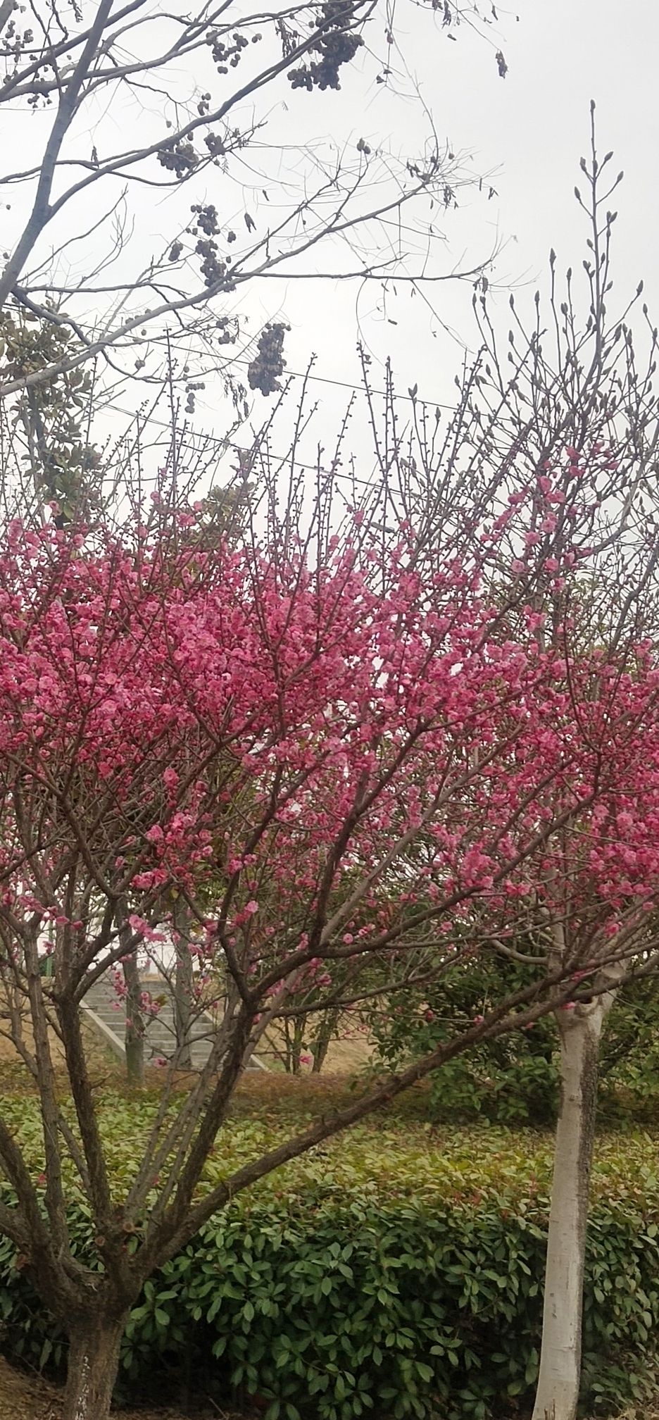 山水涧花海旅行图片 1