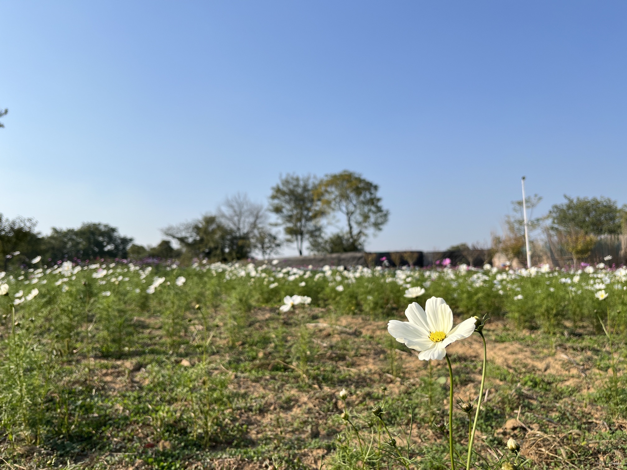 山水涧花海