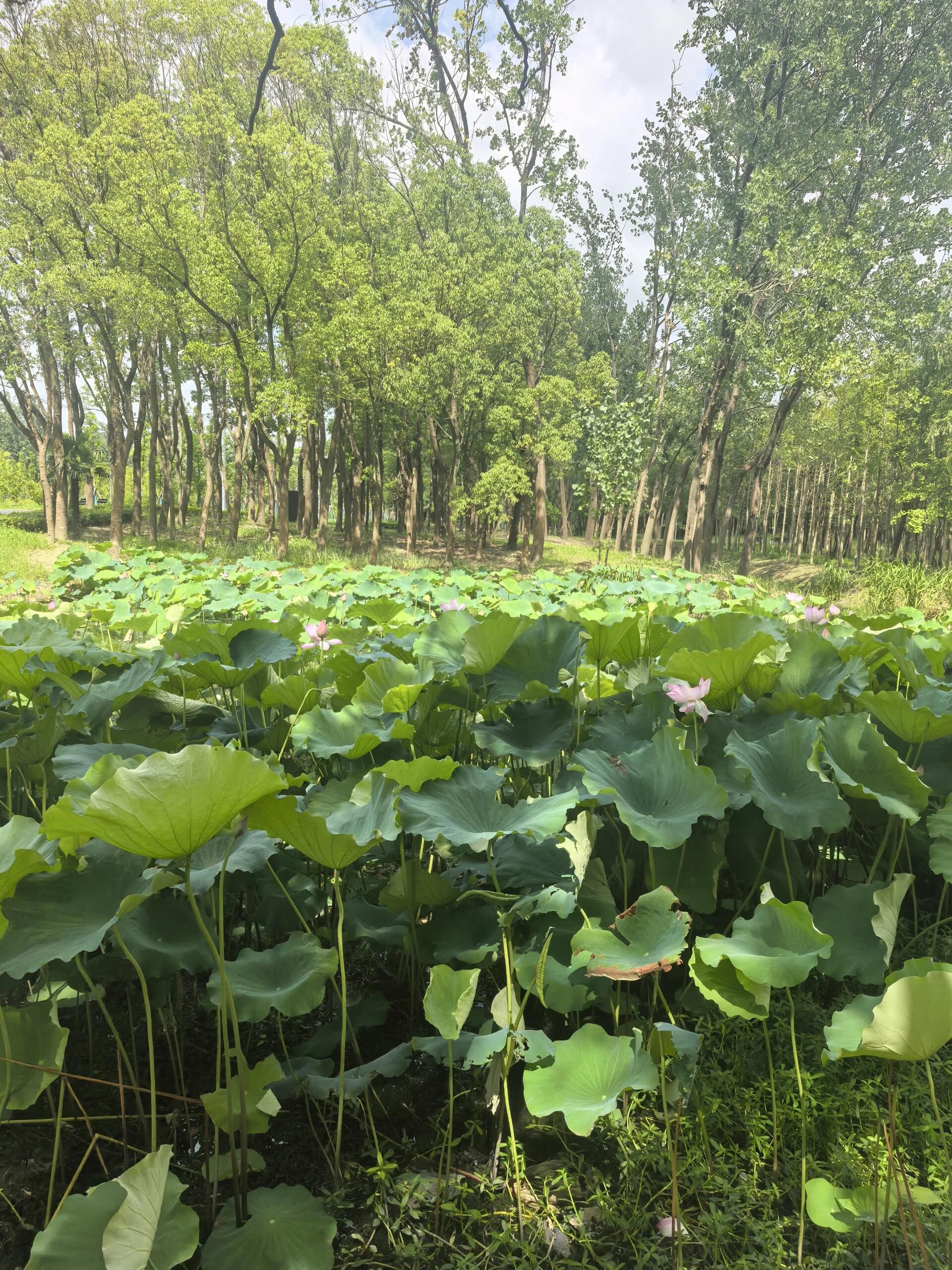 秀南公园旅行图片 1