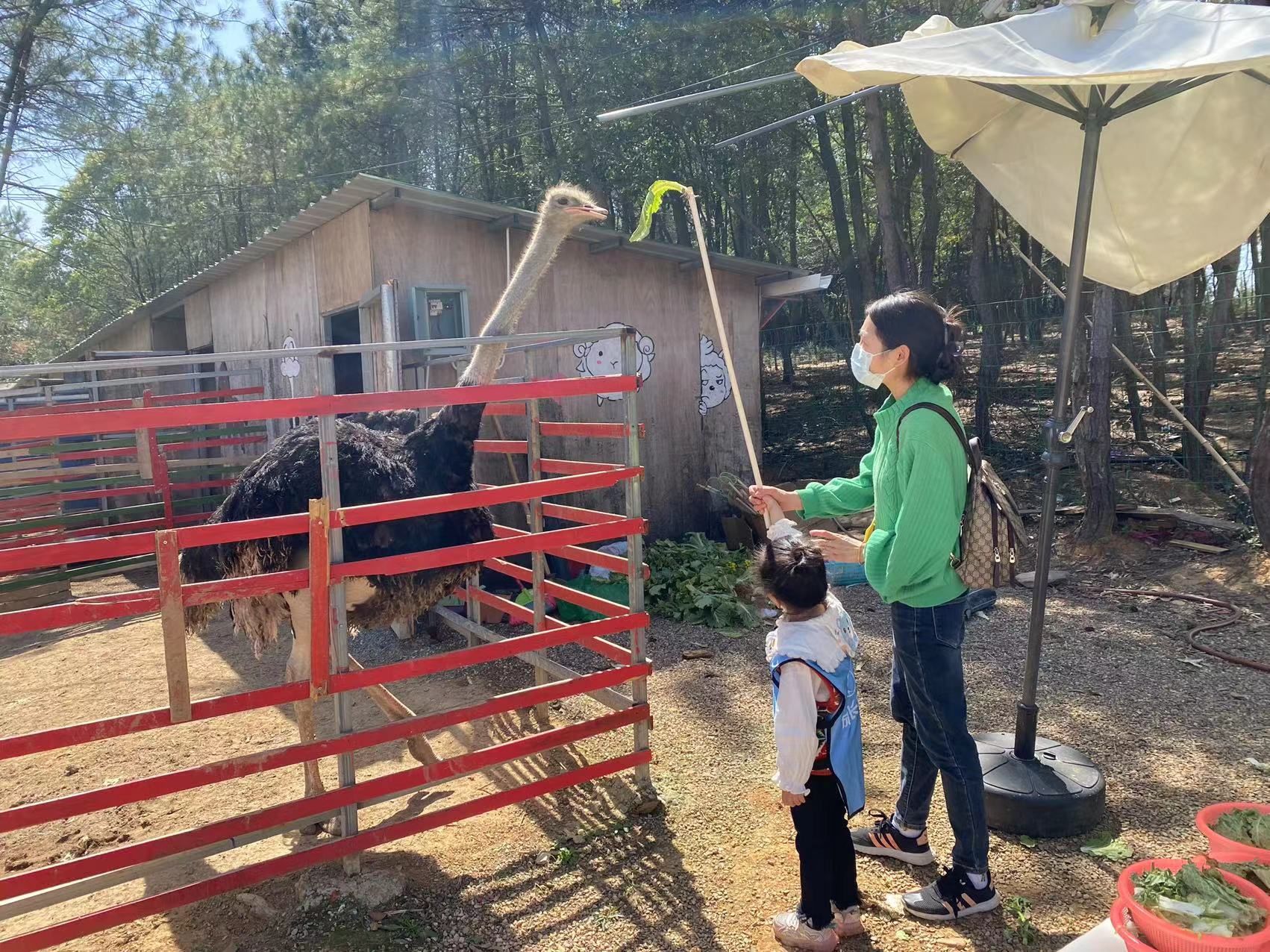 萤乡农场·西梅园旅行图片 2