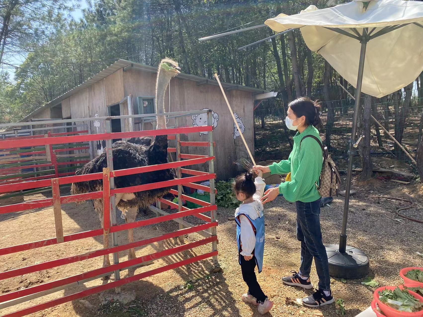 萤乡农场·西梅园旅行图片 3