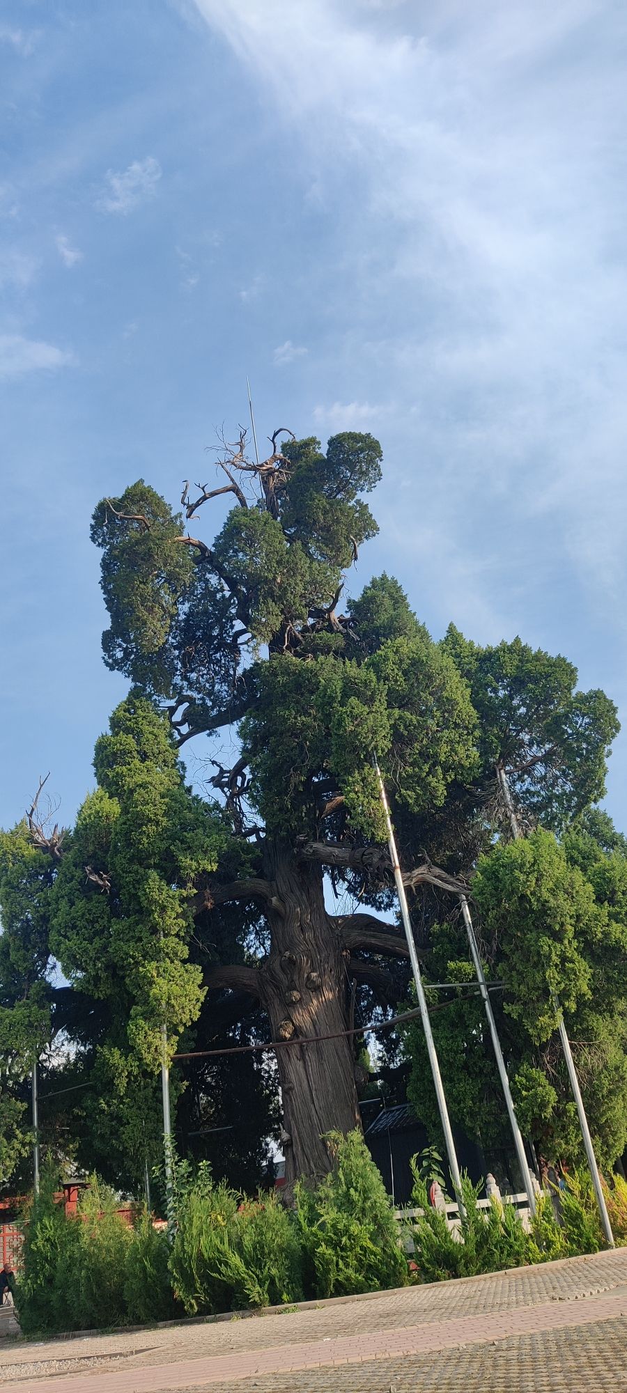 古柏苑旅行图片 2