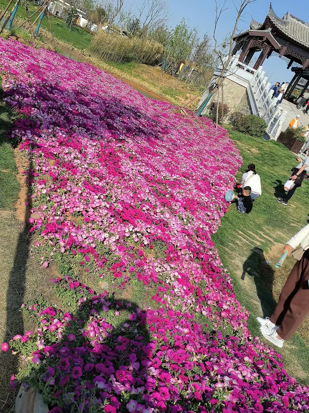 连云港园博园旅行图片 3