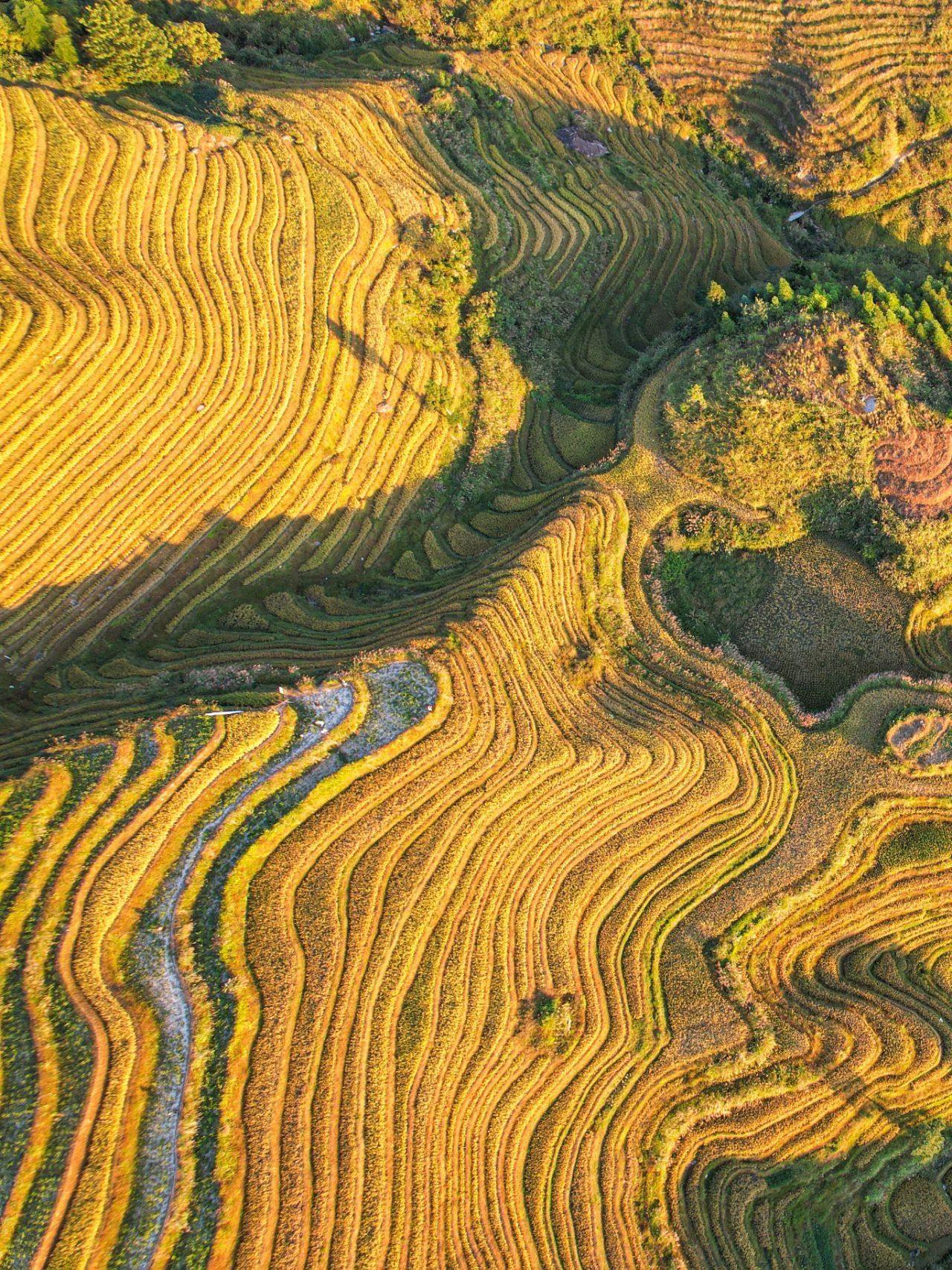百马梯田景区旅行图片 3