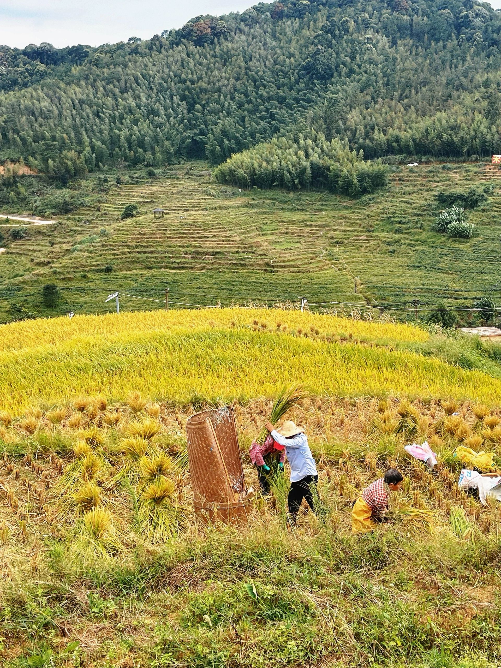百马梯田景区旅行图片 2