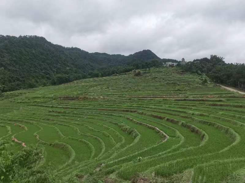 百马梯田景区