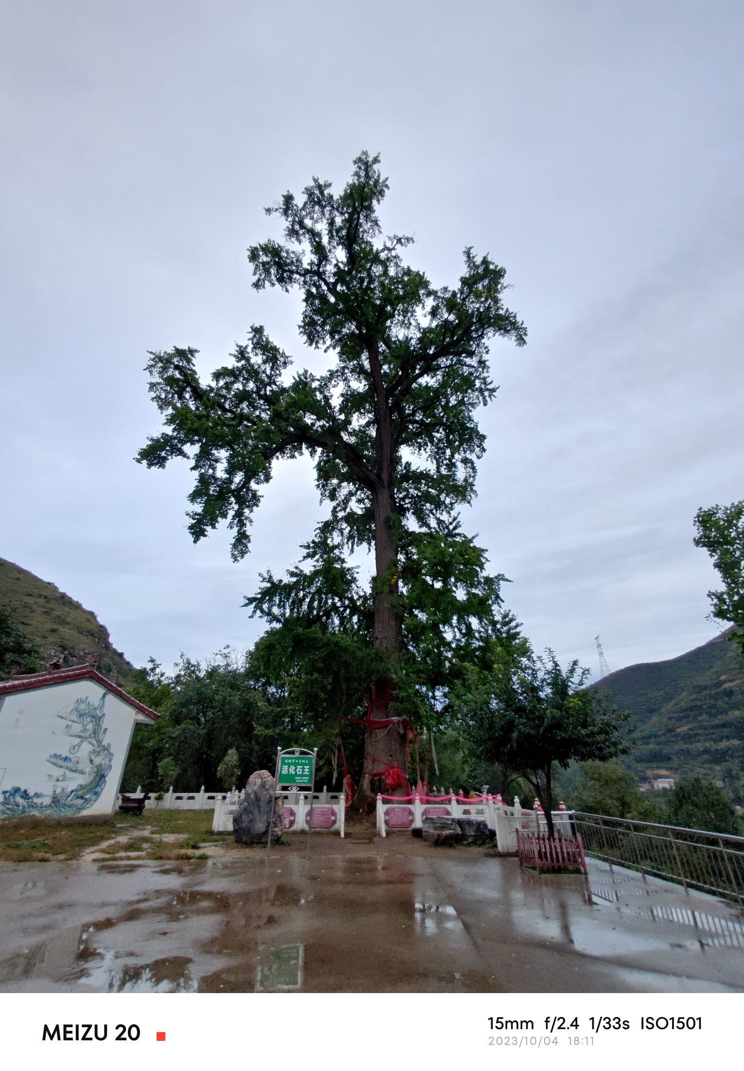 运城市芮城县南辿村千年银杏旅行图片 1