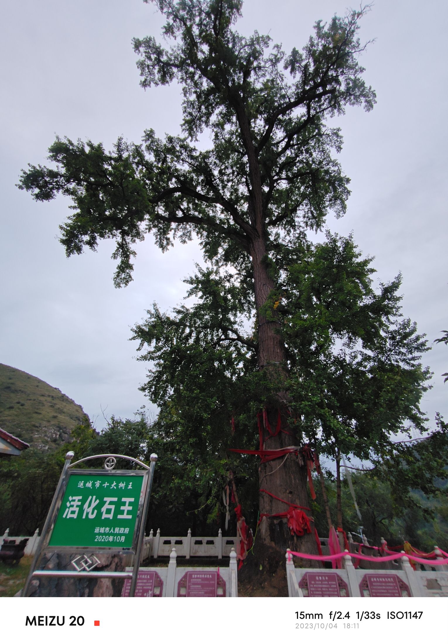 运城市芮城县南辿村千年银杏旅行图片 2