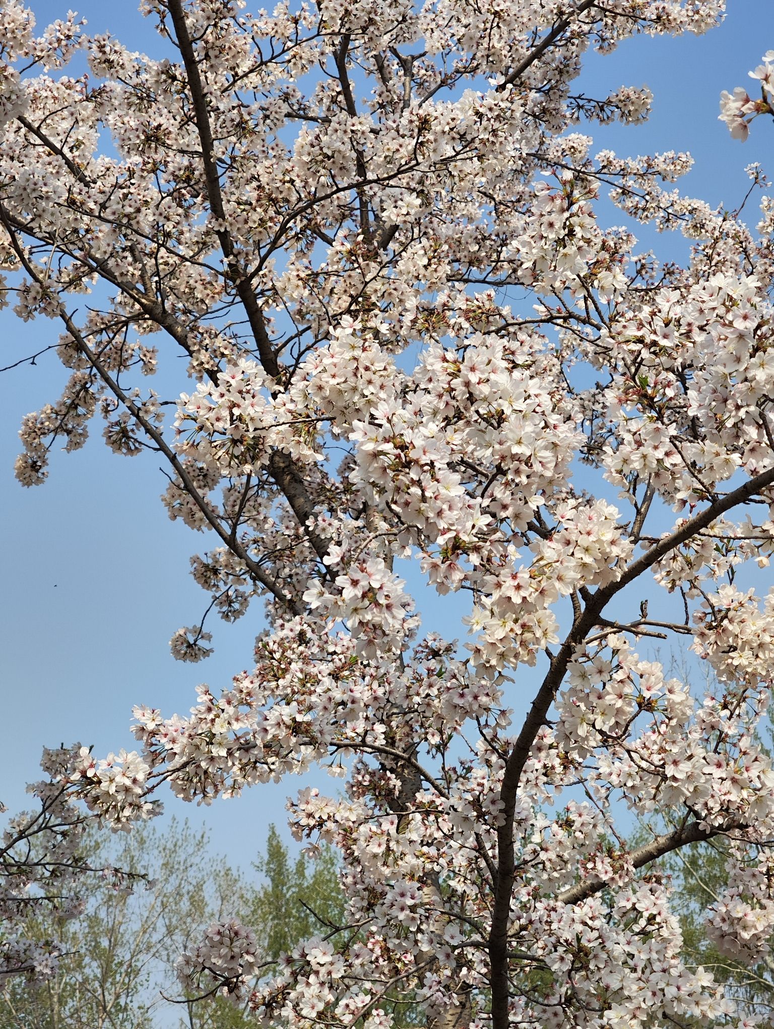 星河湾生态公园旅行图片 1