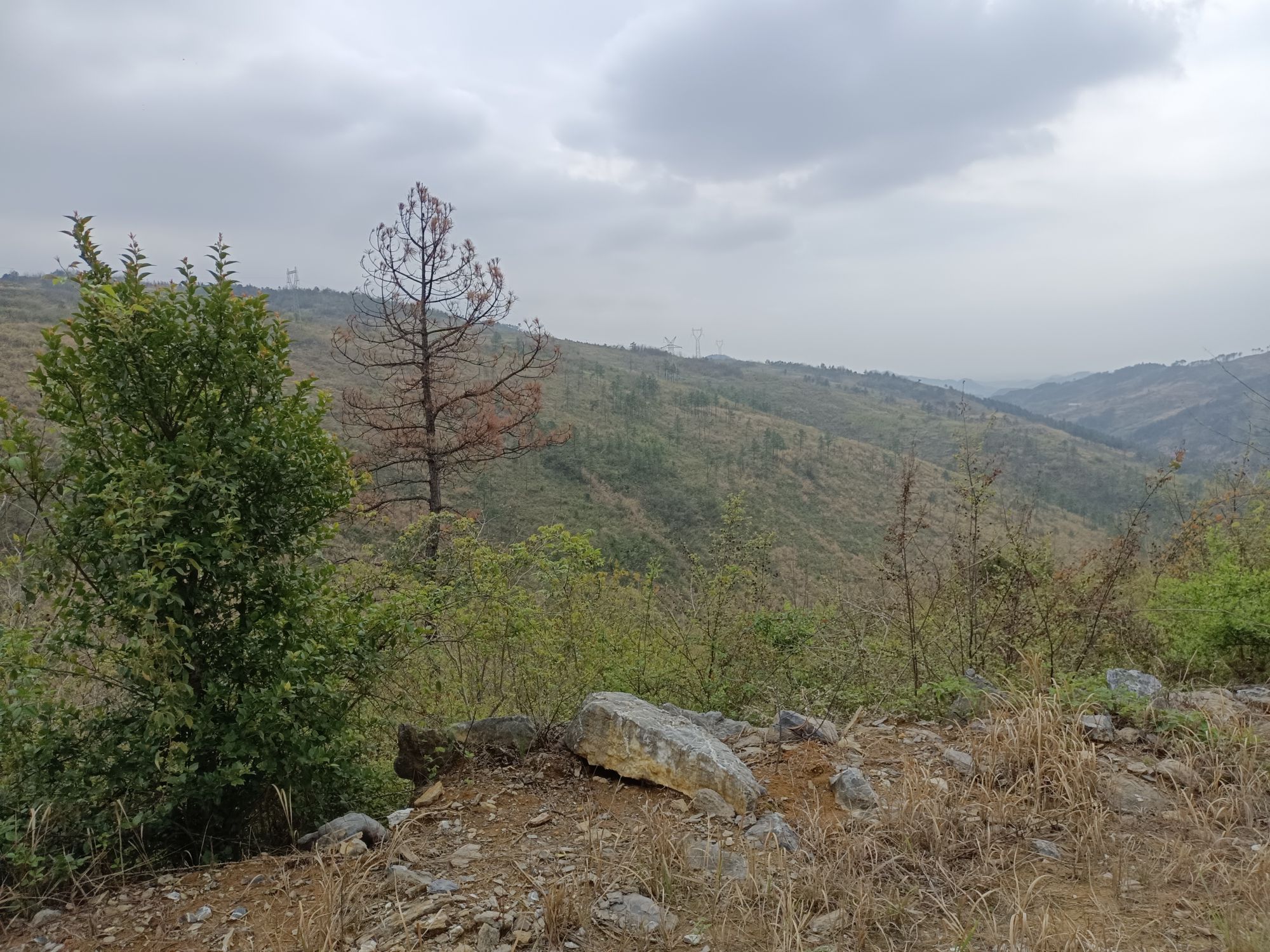 岳坪峰国家森林公园旅行图片 3