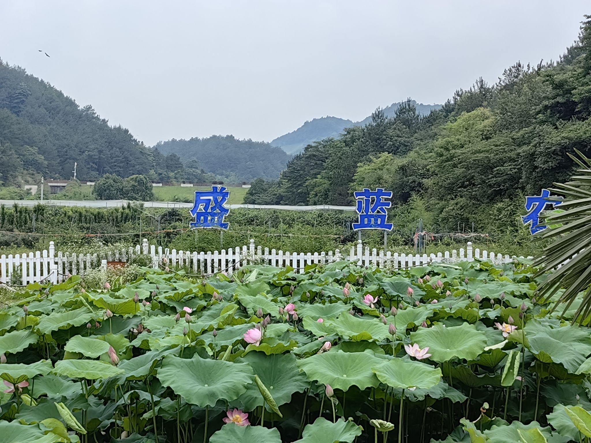盛蓝家庭农场