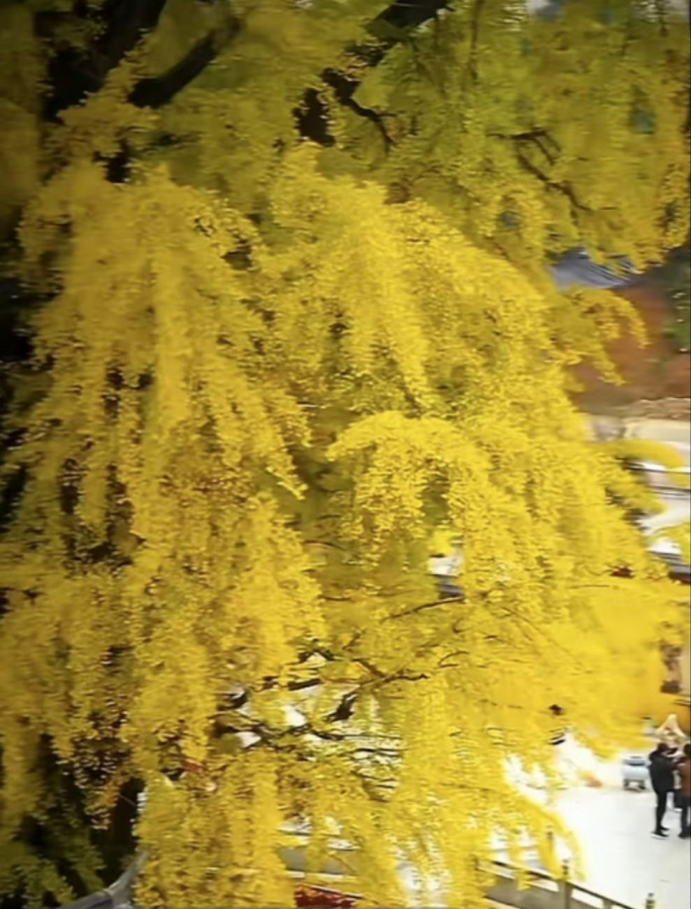 十王古寺旅行图片 2
